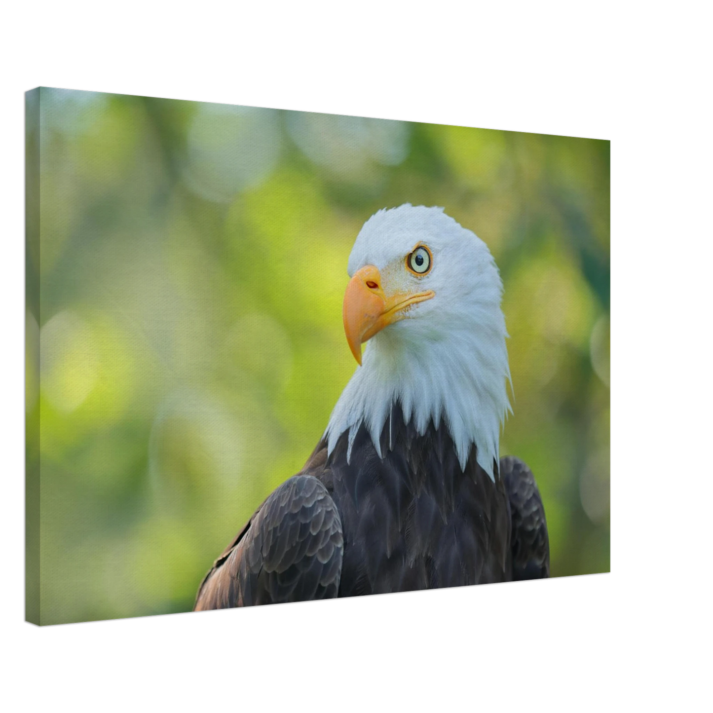 Wandbild majestaetischer weisskopfseeadler eine ode an die freiheit in ihrer wunschgroesse