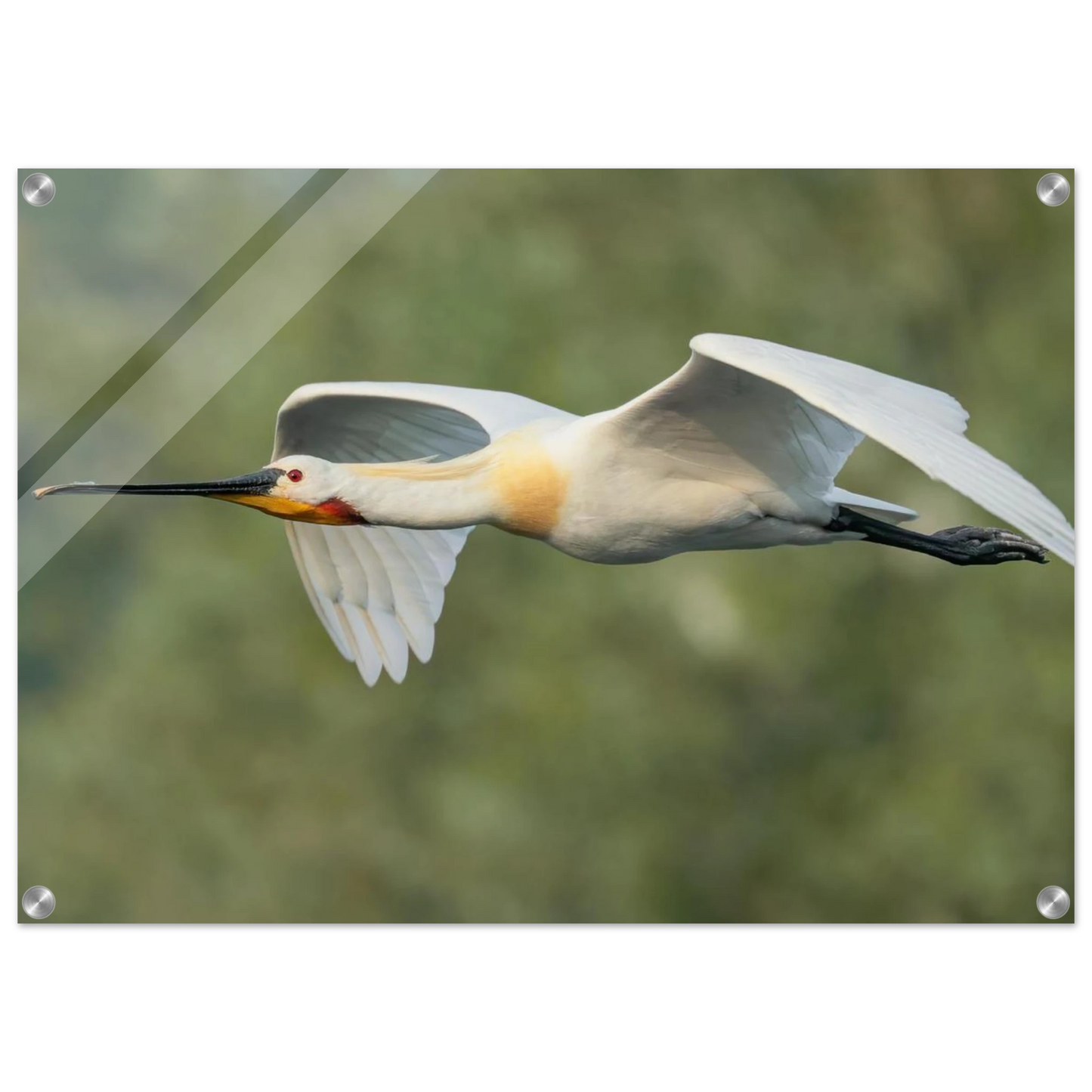 Wandbild eleganter loeffler im flug naturfotografie fuer ihr zuhause in vielen groessen