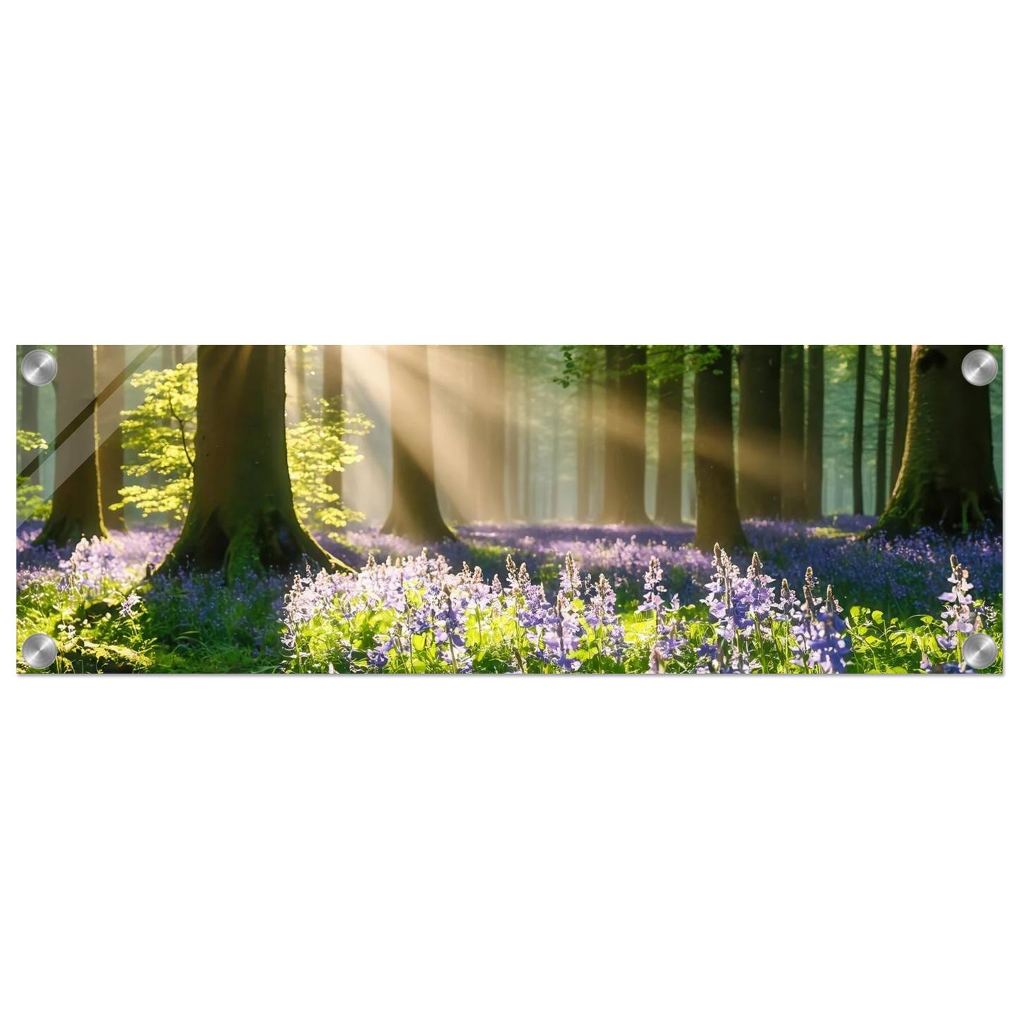 Wandbild mystischer morgenwald mit sonnenstrahlen und lila blueten in vielen groessen
