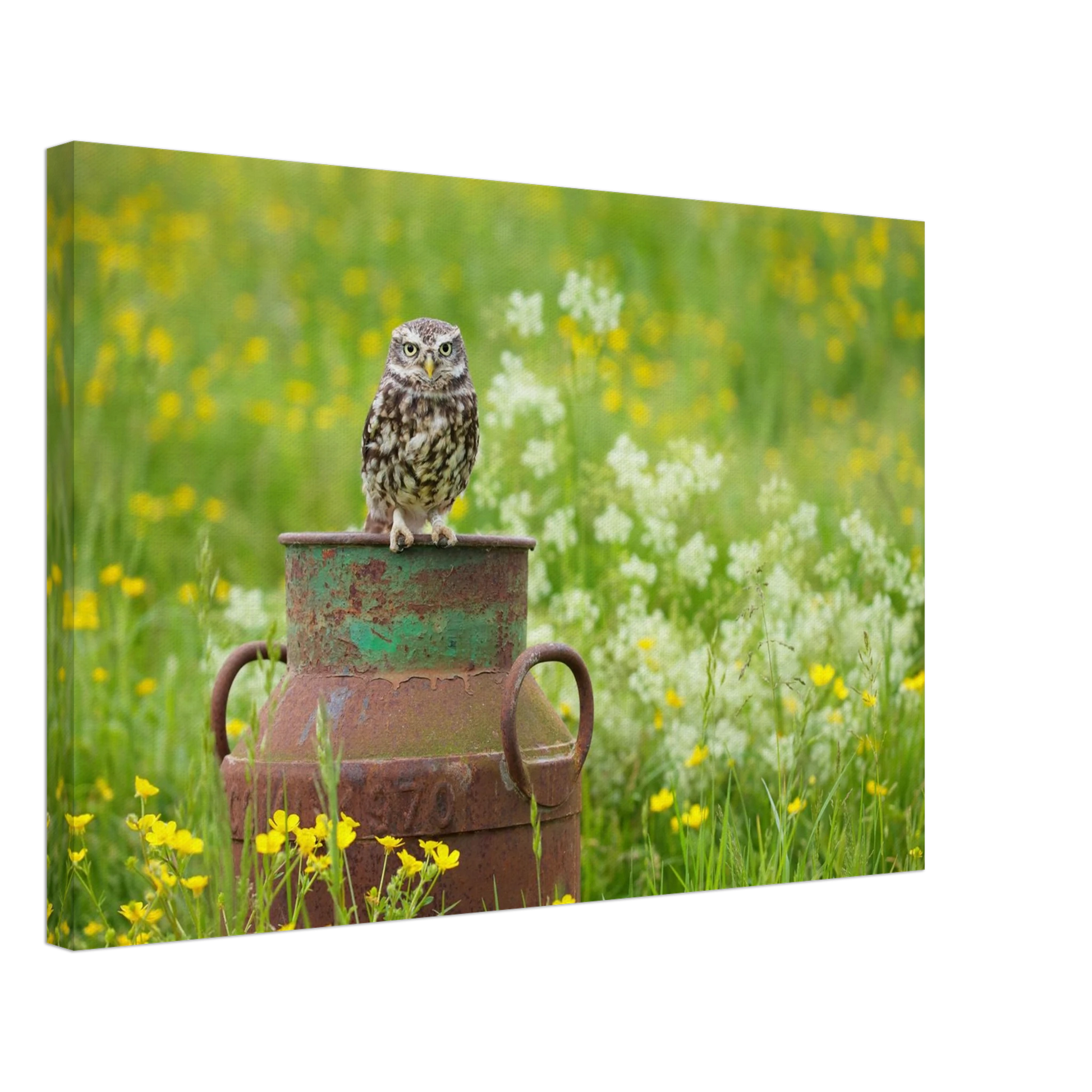 Wandbild rustikales eulen portraet ein blick in die natur auf ihrer wand in vielen groessen