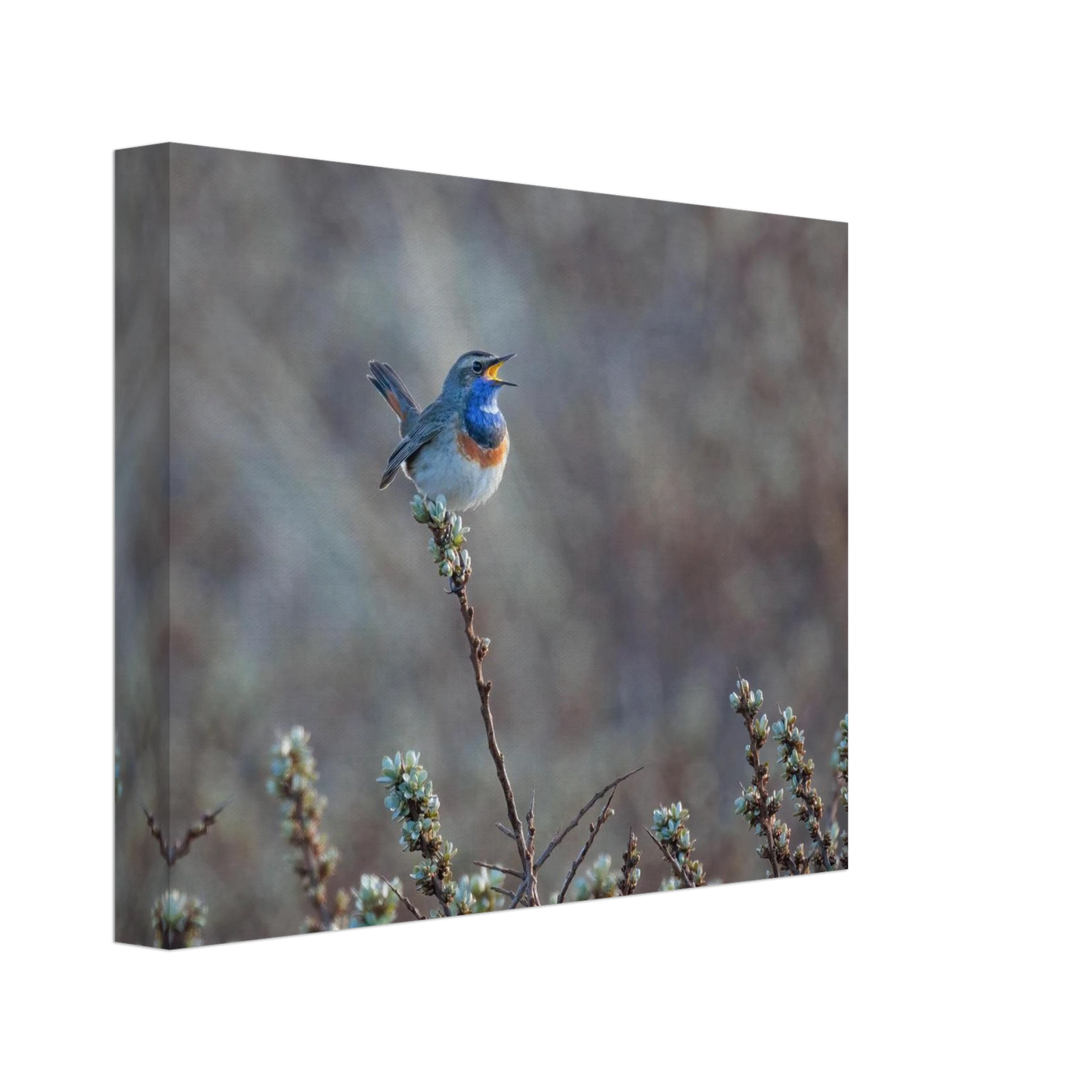 Wandbild blaukohlkehlchen im gesang naturkunst in lebendigen farben in ihrer wunschgroesse