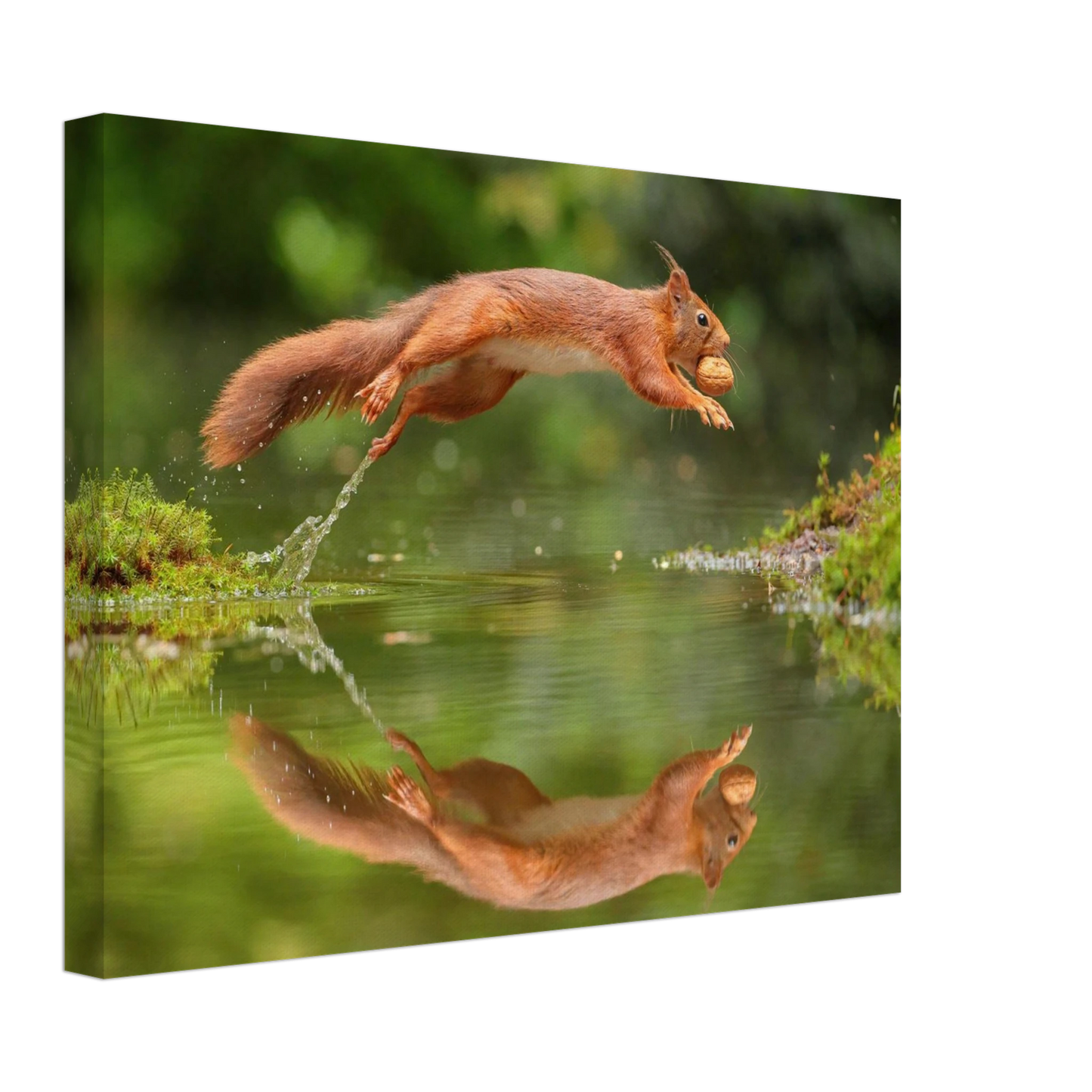 Wandbild Wandkunst eichhoernchens freudensprung dynamische naturkunst fuer ihr zuhause erhaeltlich in mehreren groessen