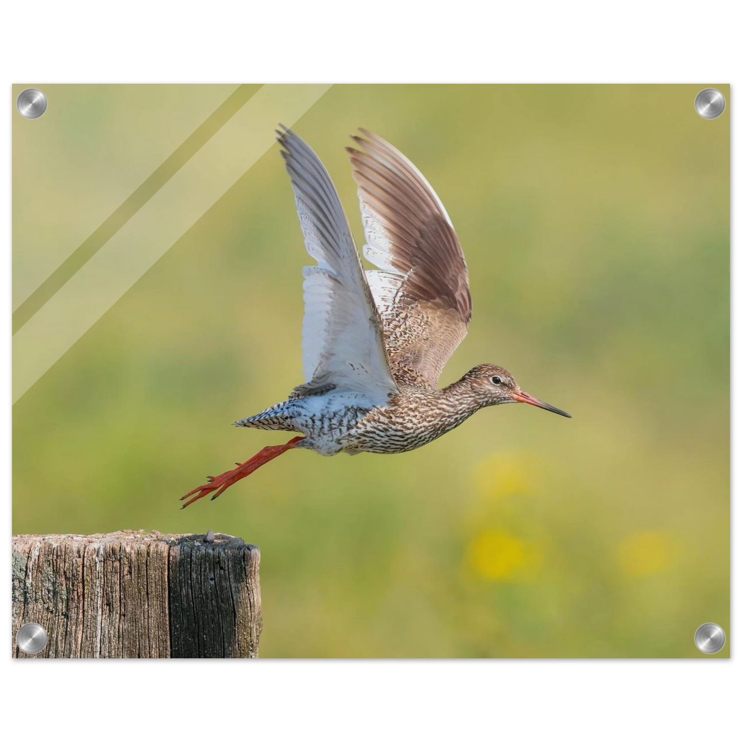 Wandbild der flug des rotschenkels dynamische tierkunst fuer ihr zuhause in vielen groessen erhaeltlich