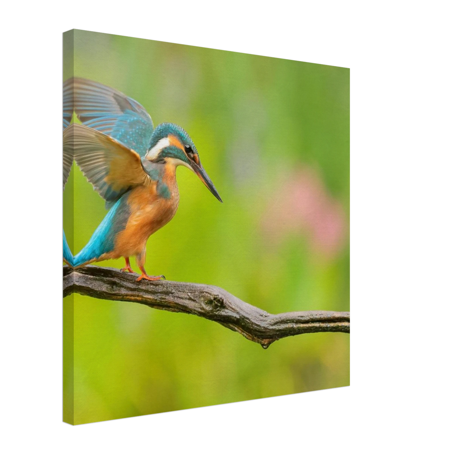 Wandbild eisvogel leuchtende federpracht auf natuerlichem ast in ihrer wunschgroesse
