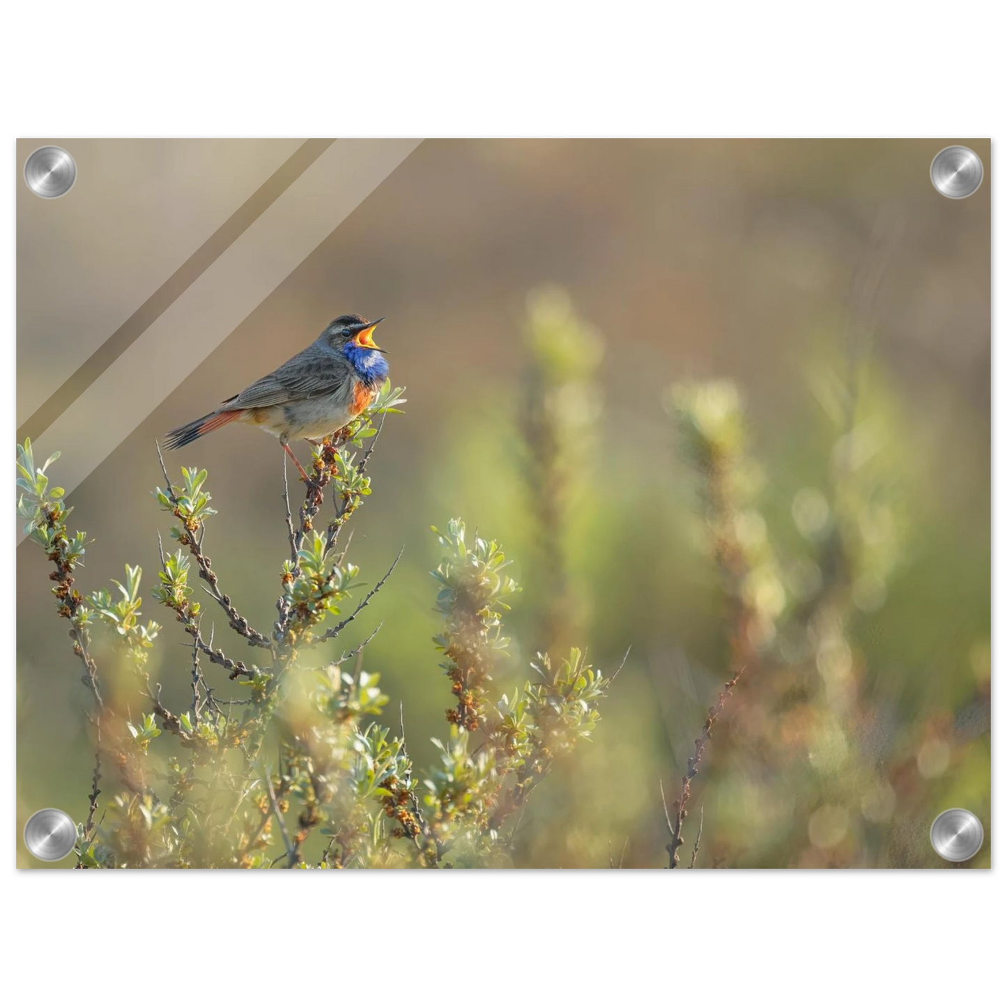 Wandbild singendes blaukehlchen lebendige naturfotografie als wandbild in verschiedenen groessen
