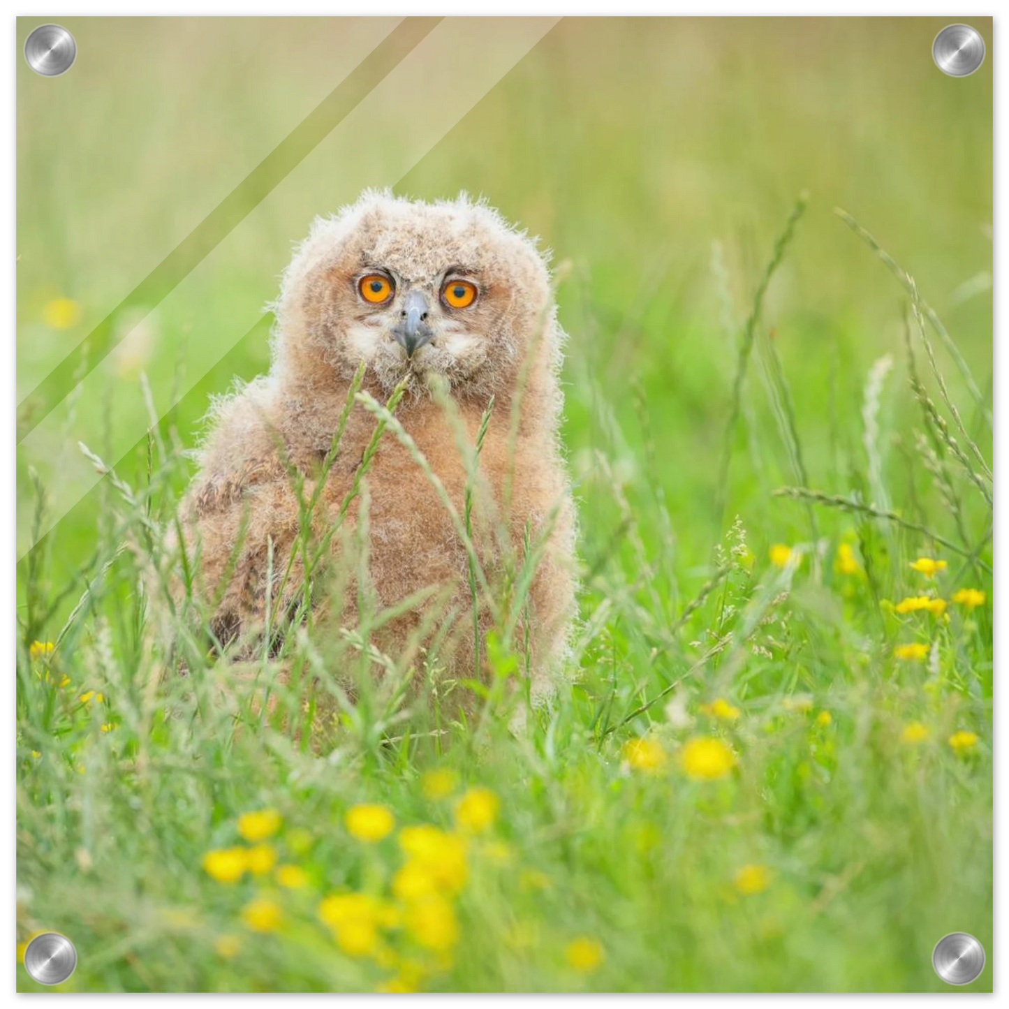 Wandbild junges eulenkueken im gras ein bezaubernder anblick fuer ihr zuhause in vielen groessen