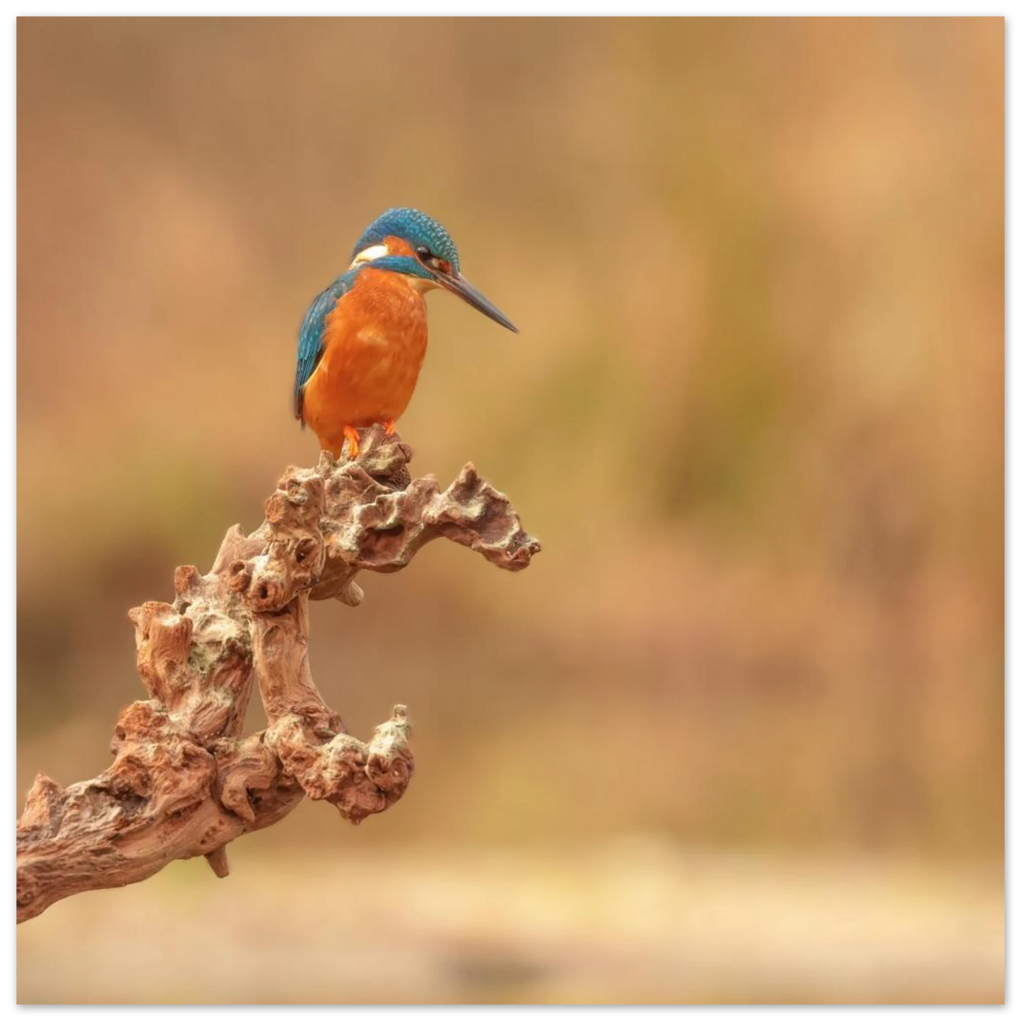 Wandbild eisvogel lebendige naturkunst fuer ihr zuhause in vielen groessen