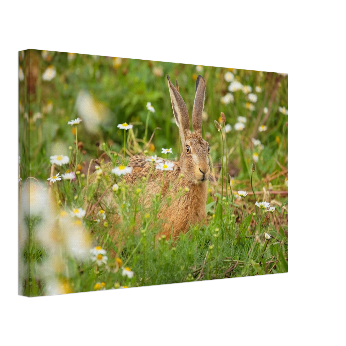 Wandbild feldhase im blumenfeld beruhigende natur tier kunst in vielen groessen
