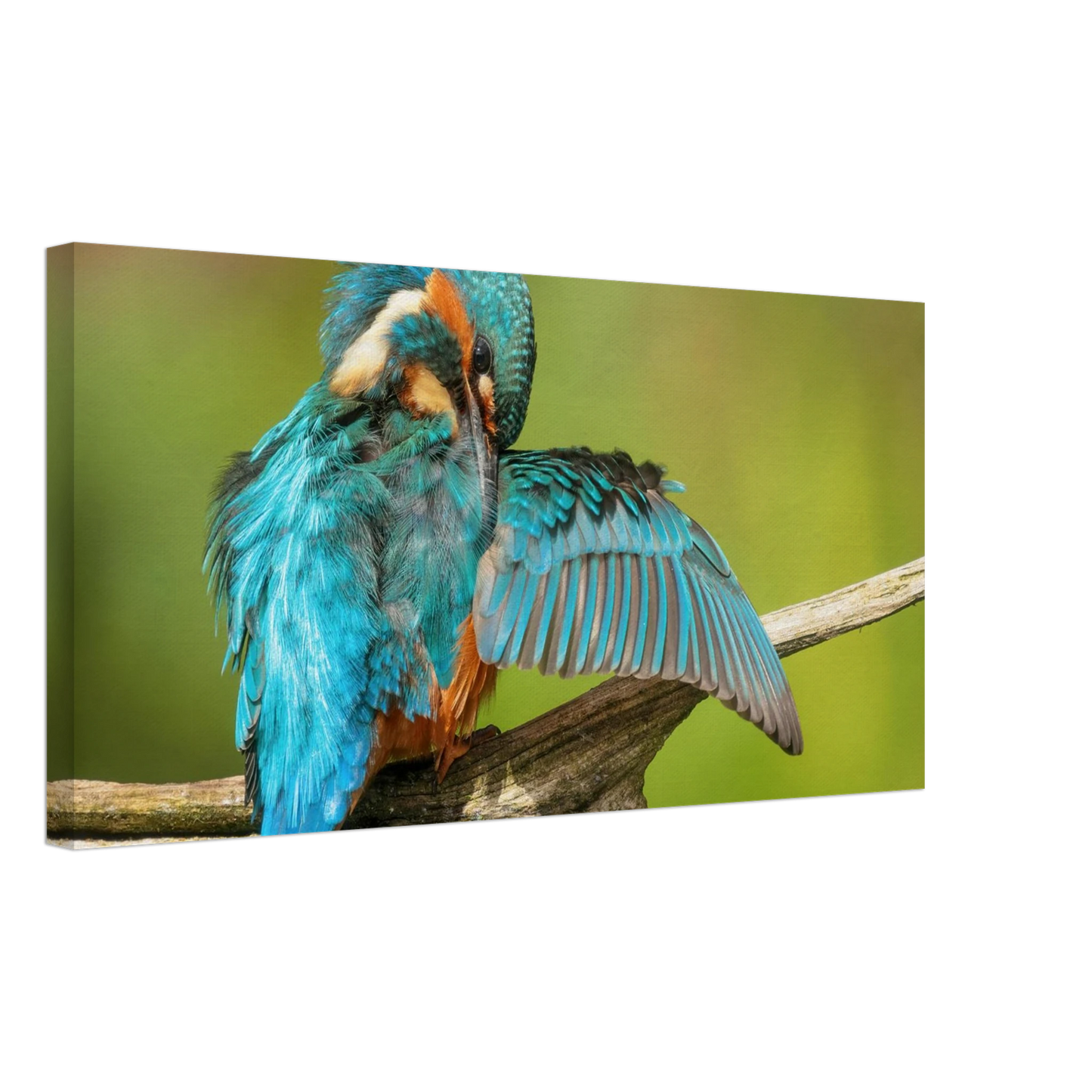 Wandbild eisvogel lebendige farbenpracht der natur auf leinwand