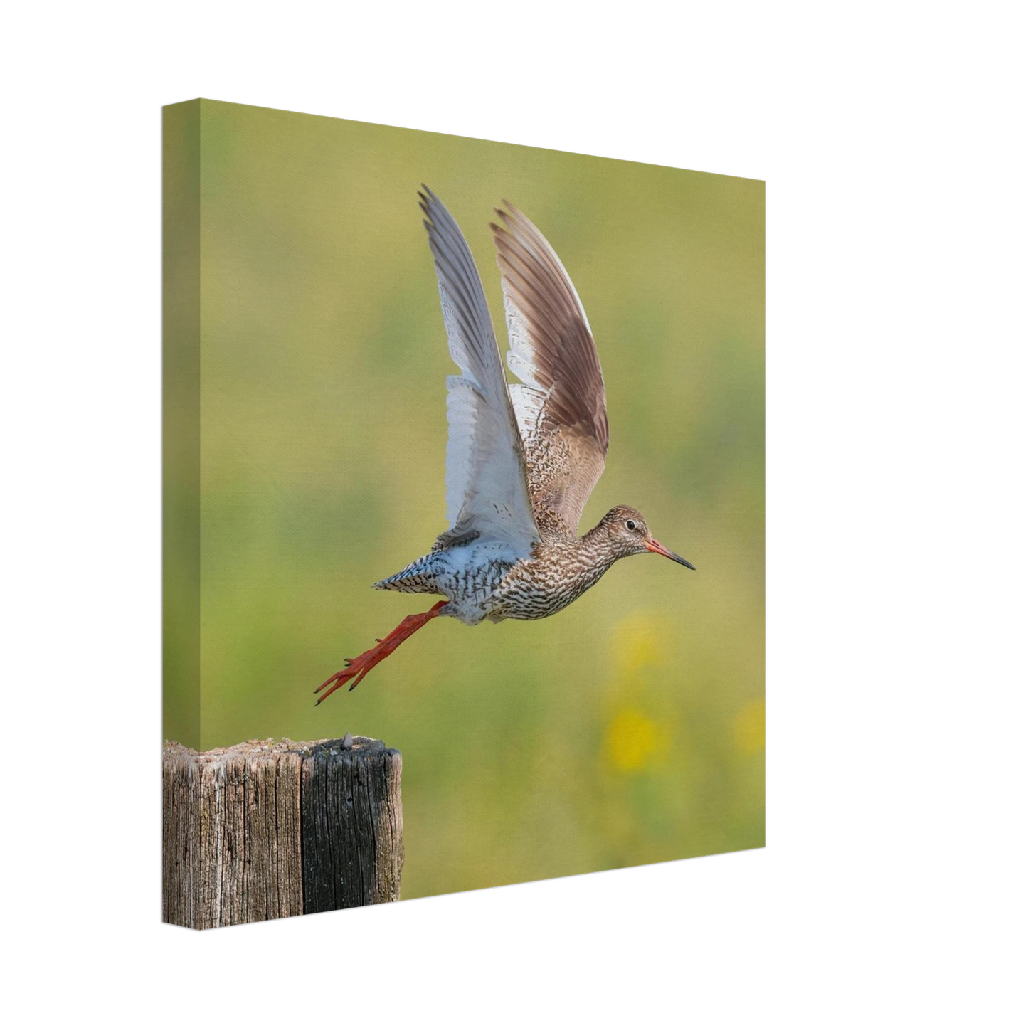 Wandbild der flug des rotschenkels dynamische tierkunst fuer ihr zuhause in vielen groessen erhaeltlich