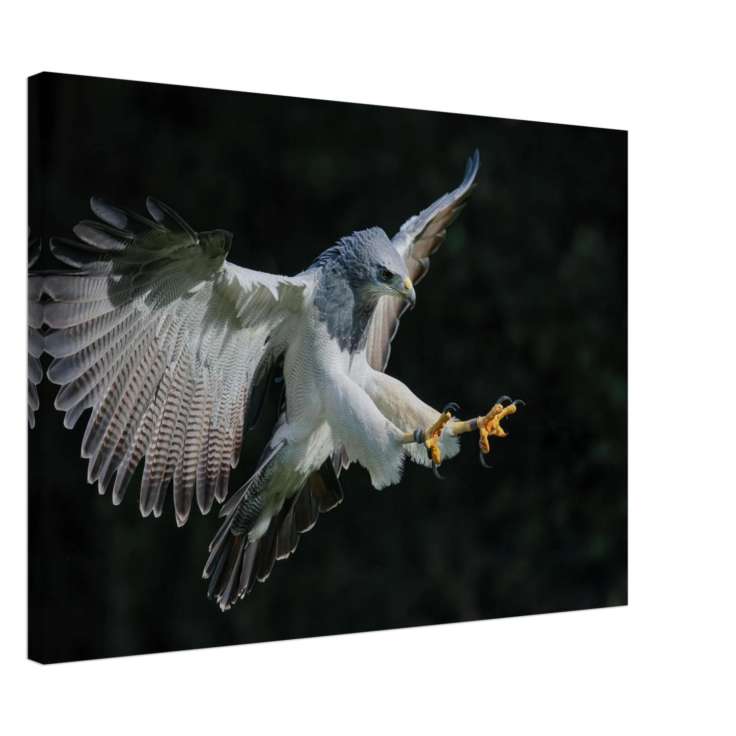 Wandbild majestaetischer schwarzbrustbussard im flug atemberaubende tierfotografie fuer ihr zuhause