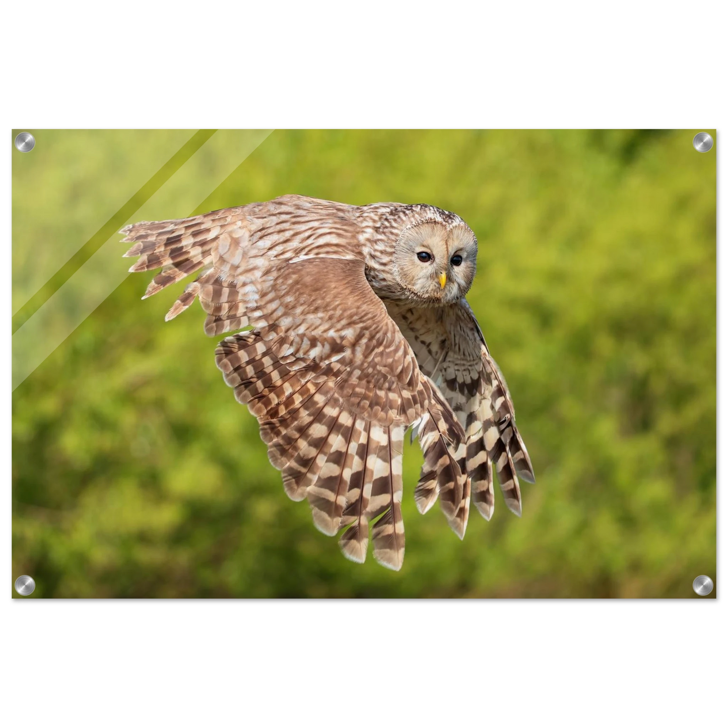 Wandbild majestaetische eule im flug naturfotografie fuer ihr zuhause