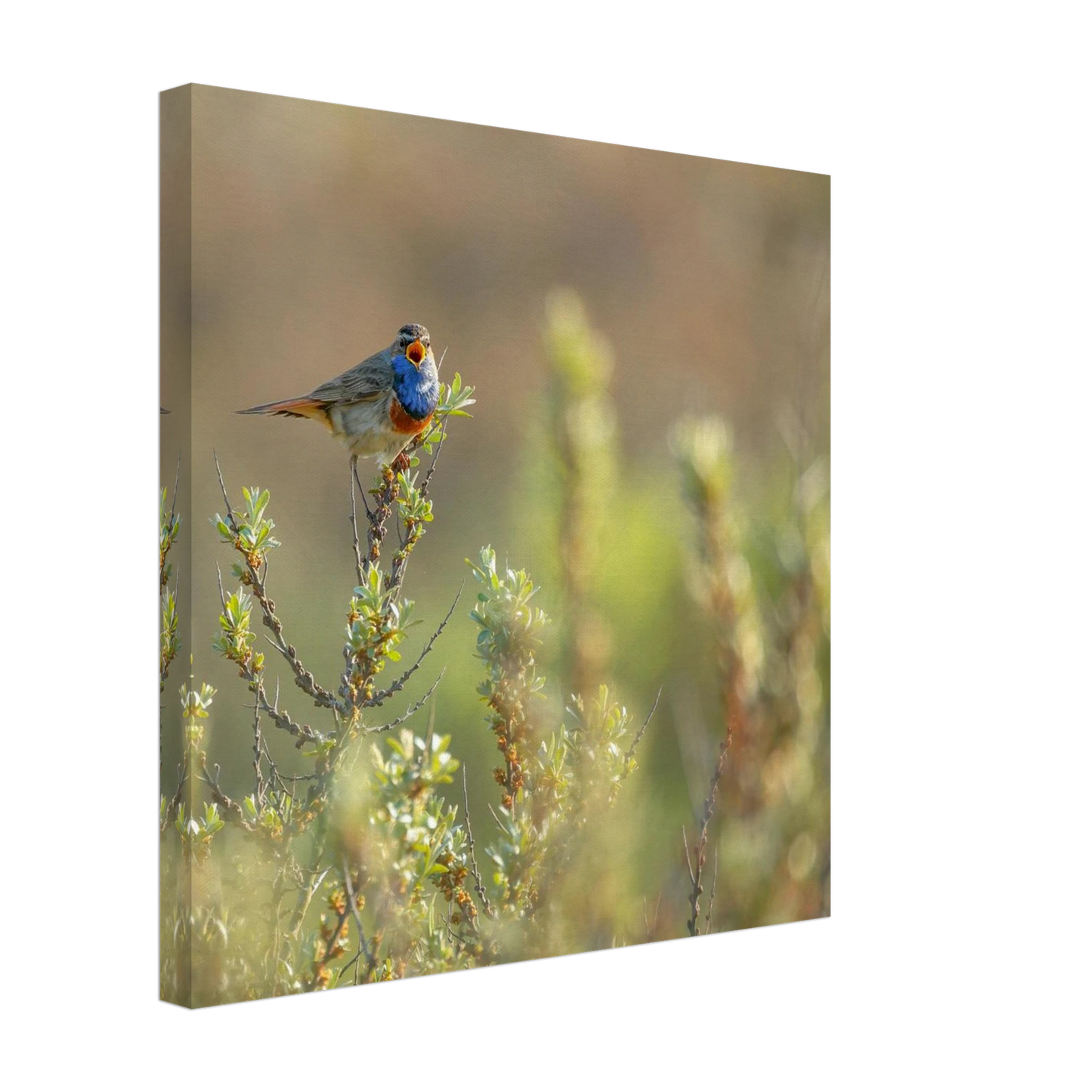 Wandbild blaukehlchen ein meisterwerk der natur auf leinwand in verschiedenen groessen erhaeltlich