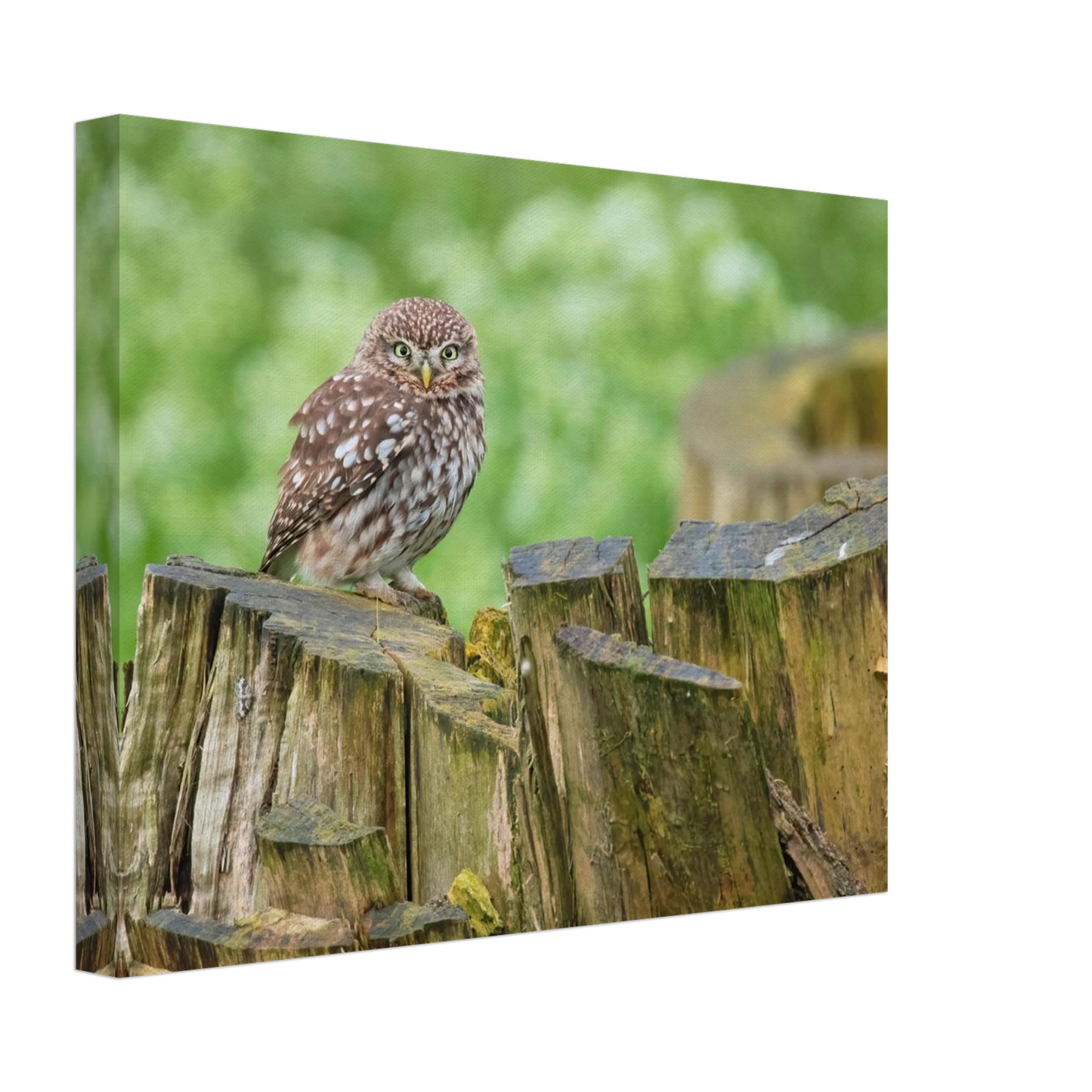 Wandbild mystische kleine eule faszinierendes kunstwerk fuer natur und tierliebhaber in vielen groessen