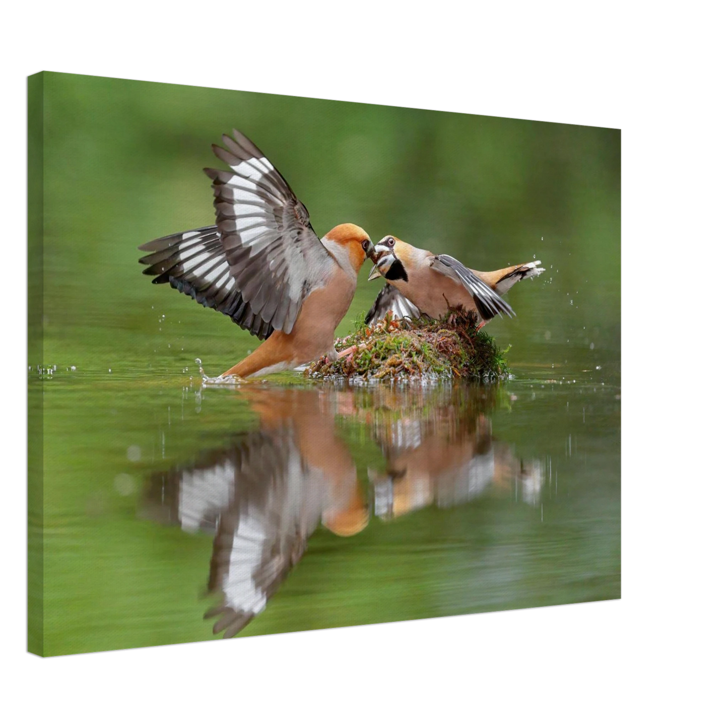 Wandbild momente der natur spektakulaerer kampf der voegel ueber dem wasser