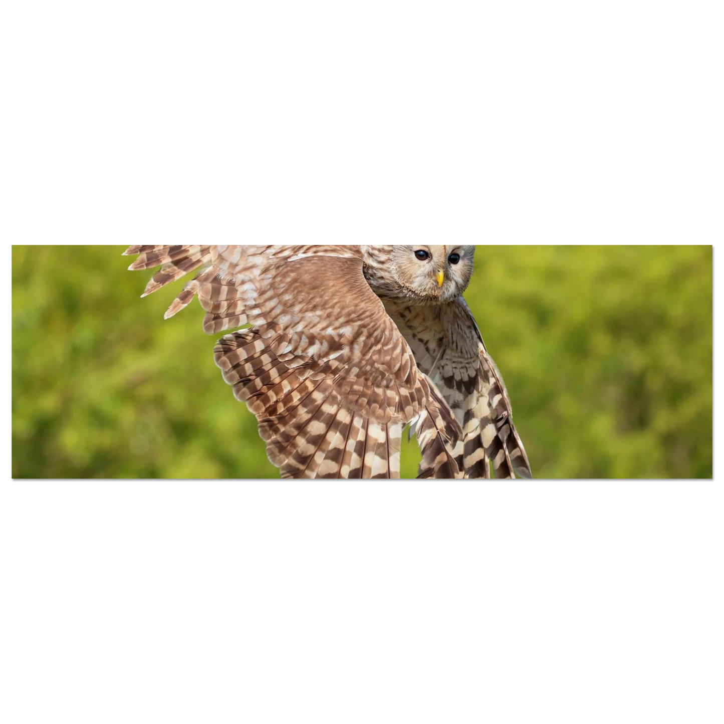 Wandbild majestaetische eule im flug naturfotografie fuer ihr zuhause