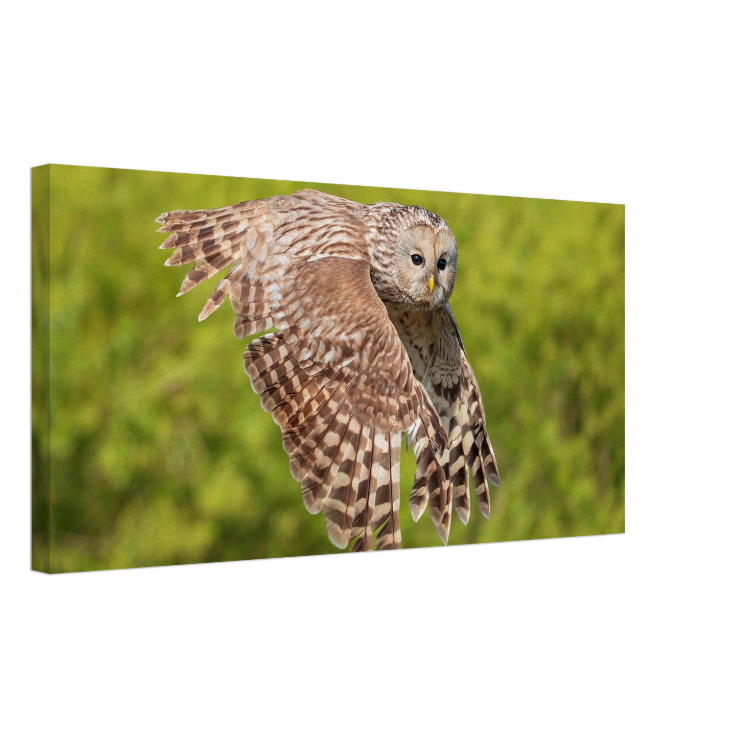 Wandbild majestaetische eule im flug naturfotografie fuer ihr zuhause
