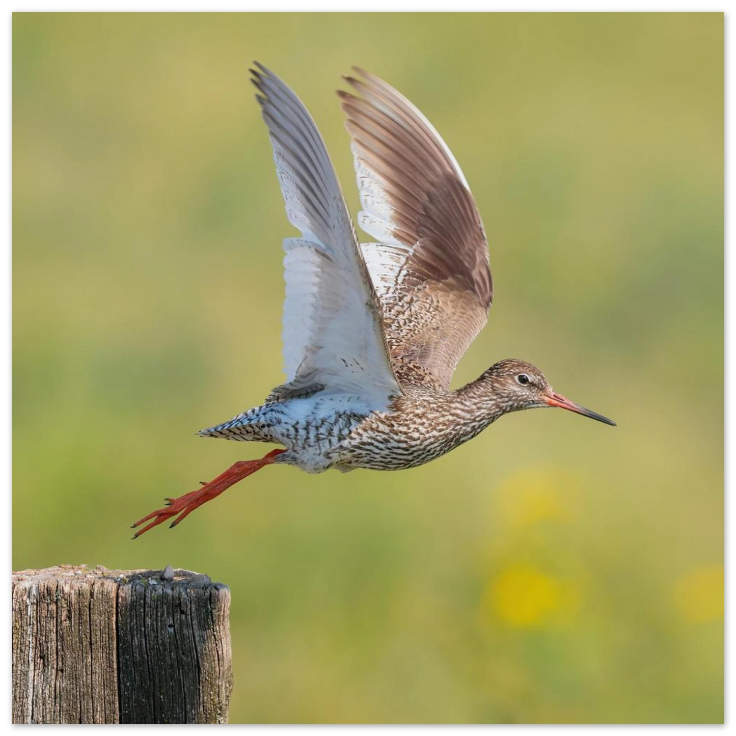 Wandbild der flug des rotschenkels dynamische tierkunst fuer ihr zuhause in vielen groessen erhaeltlich