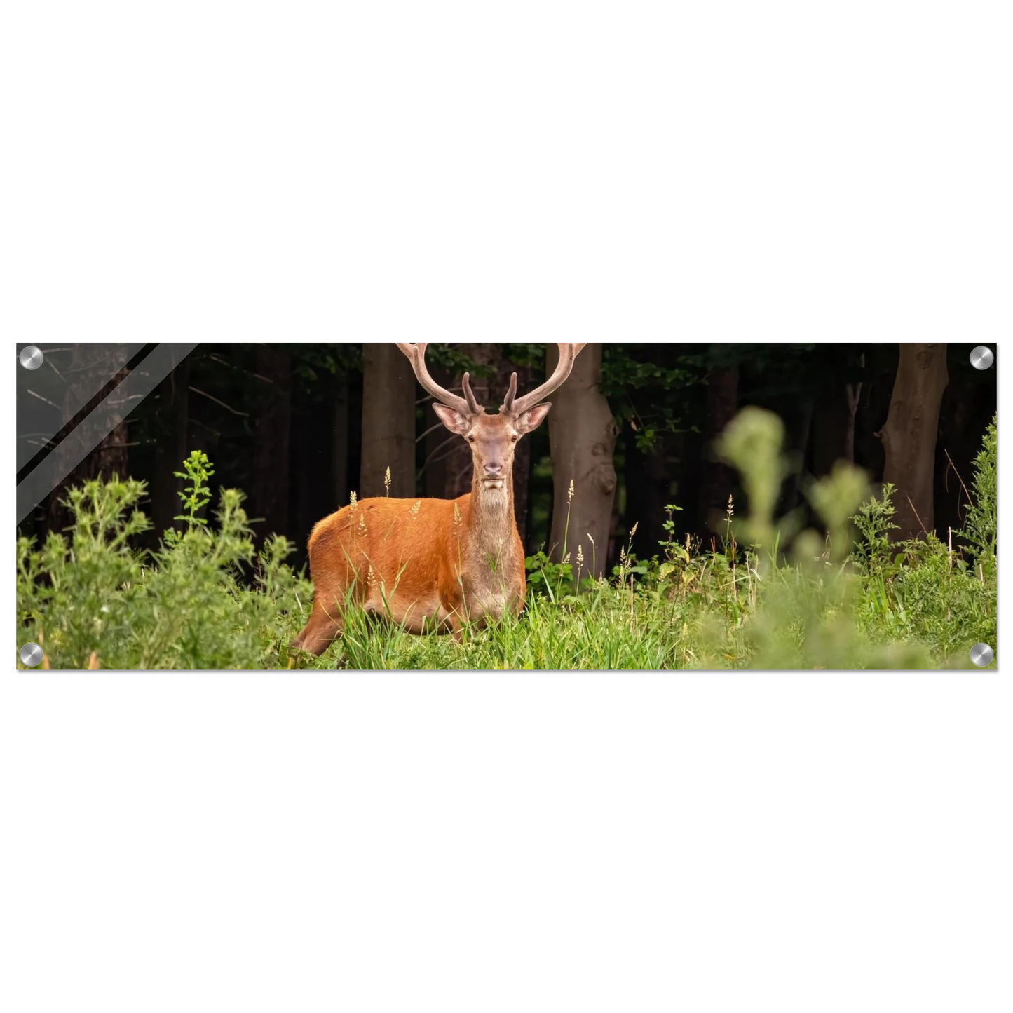 Wandbild majestaetischer hirsch im wald ein wildnis statement fuer ihr zuhause in verschiedenen groessen