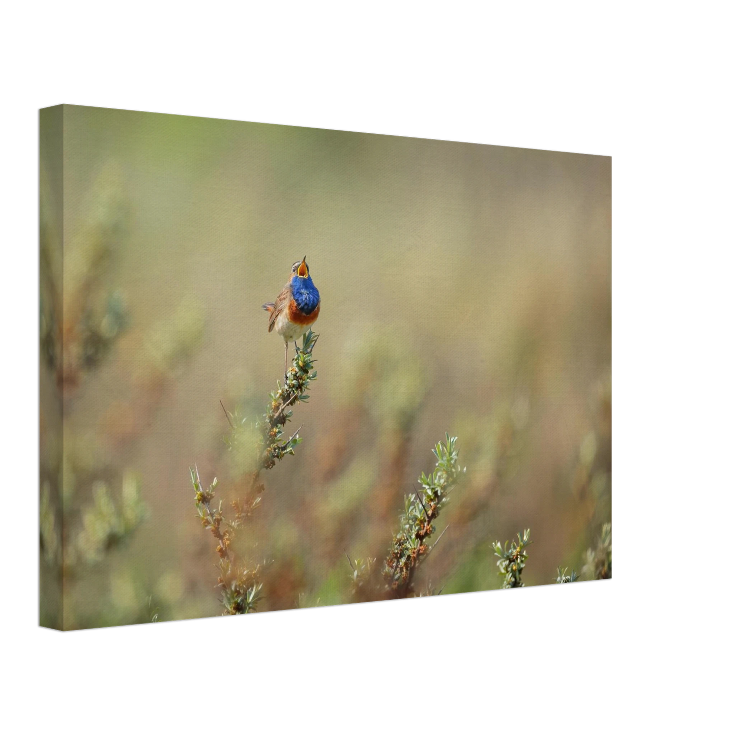 Wandbild lebendige nachtigall ein meisterwerk der naturfotografie fuer ihr zuhause