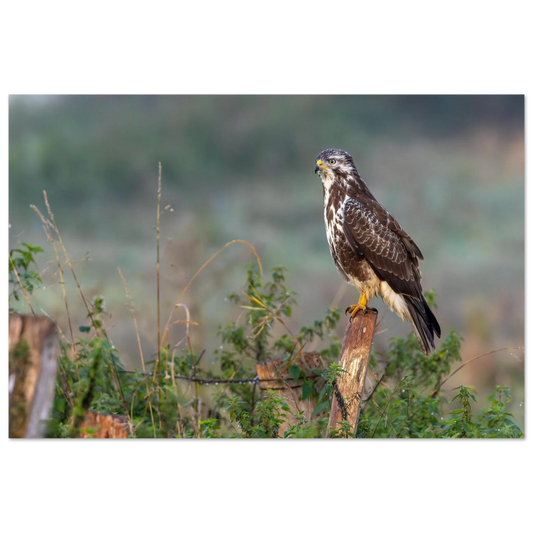 Wandbild majestaetischer bussard einblick in die wildnis auf hochglanz leinwand