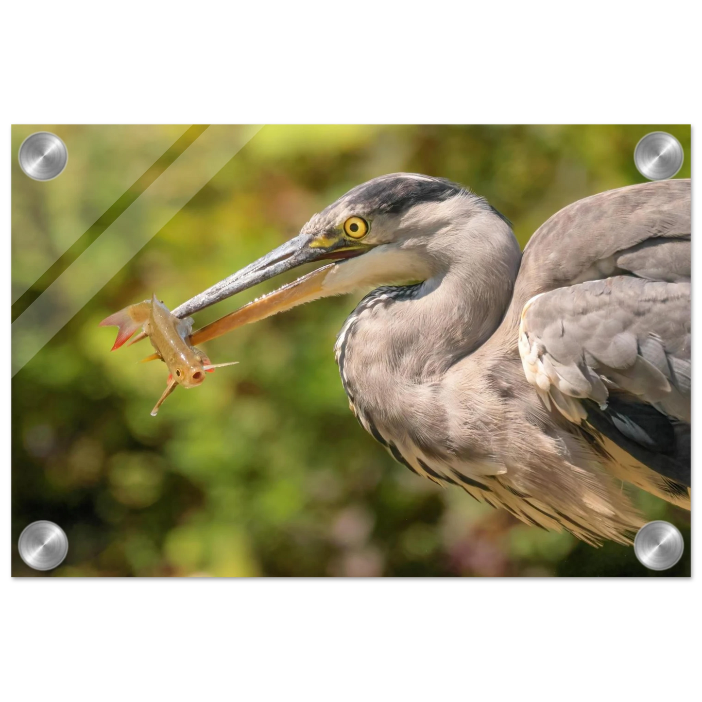 Wandbild graureiher mit fisch ein faszinierender moment in der natur verfuegbar in ihrer wunschgroesse