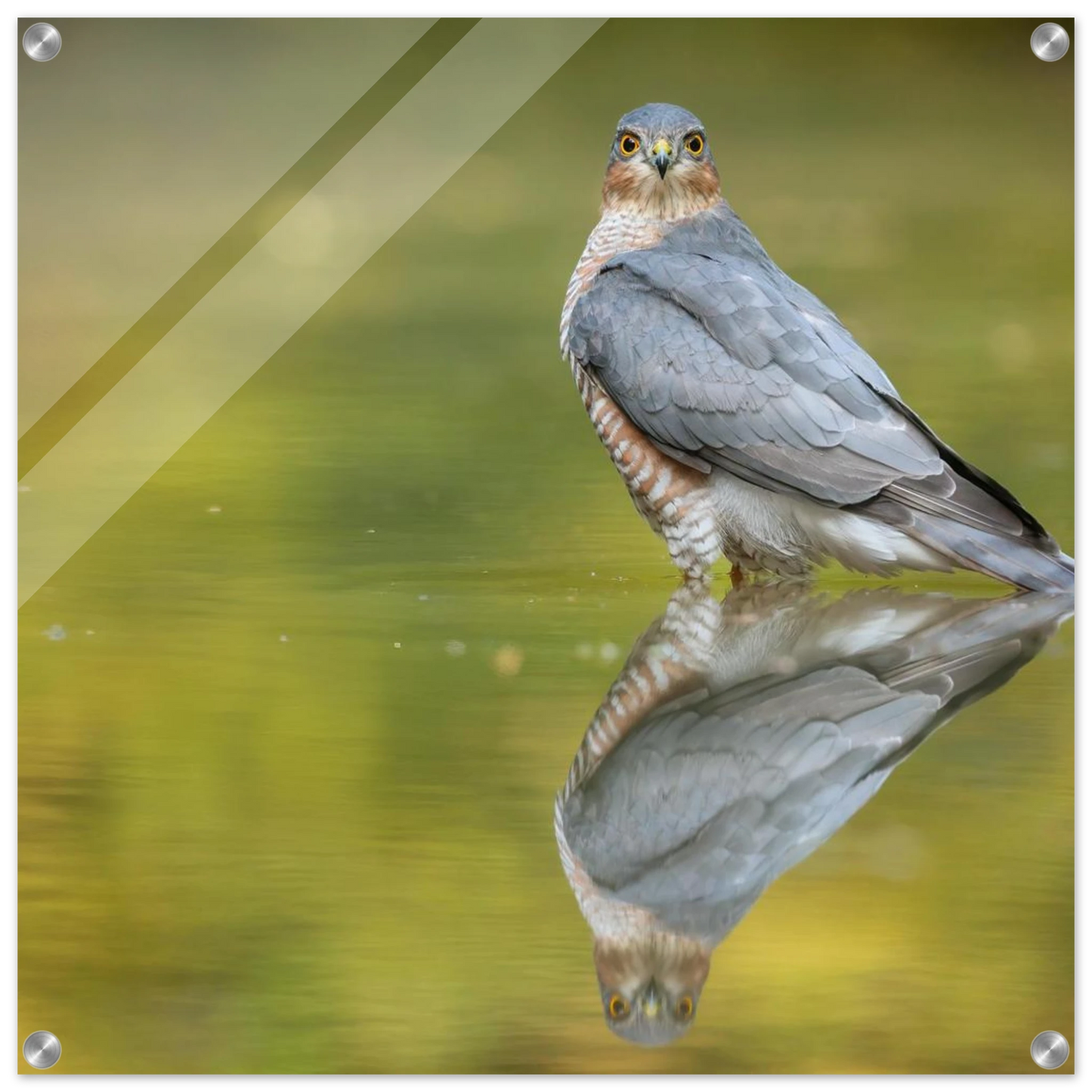 Wandbild mystischer sperber im morgengold faszinierende wildtierfotografie in ihrer wunschgroesse