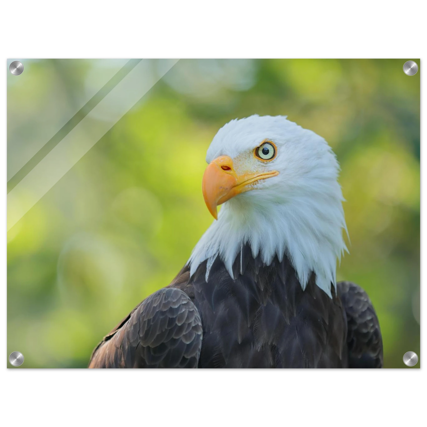 Wandbild majestaetischer weisskopfseeadler eine ode an die freiheit in ihrer wunschgroesse