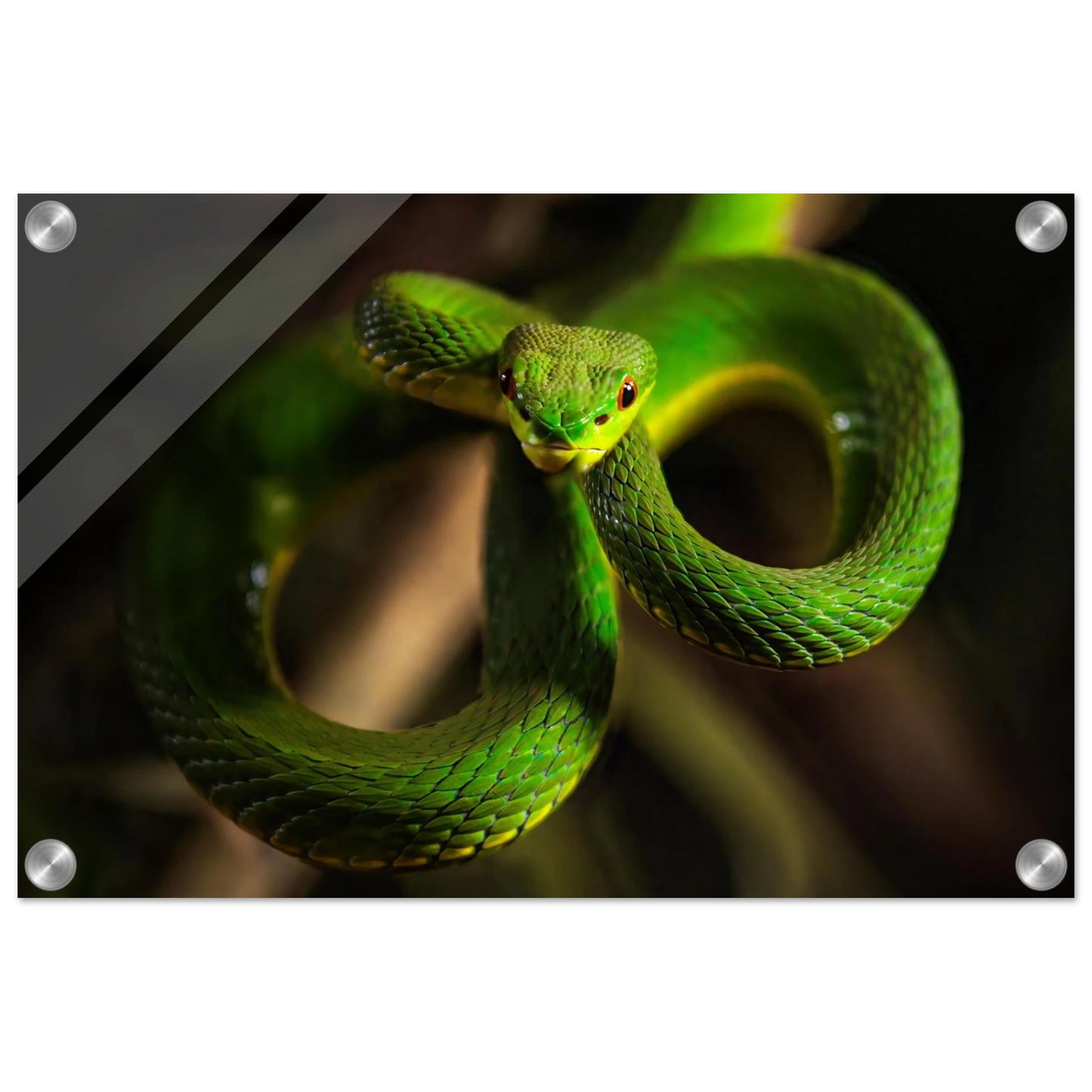Wandbild der gruene baumviper ein hypnotischer blick in verschiedenen groessen