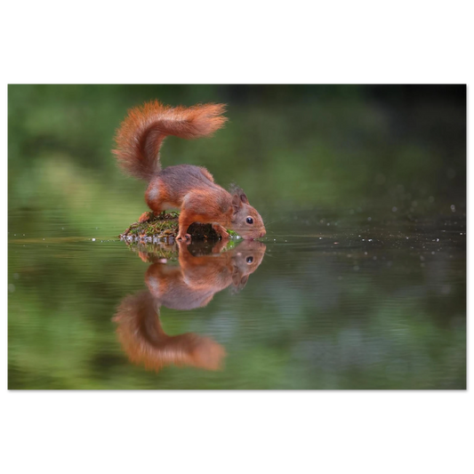 Wandbild durstiges eichhoernchen eine ruhige reflexion in der natur erhaeltlich in vielen groessen