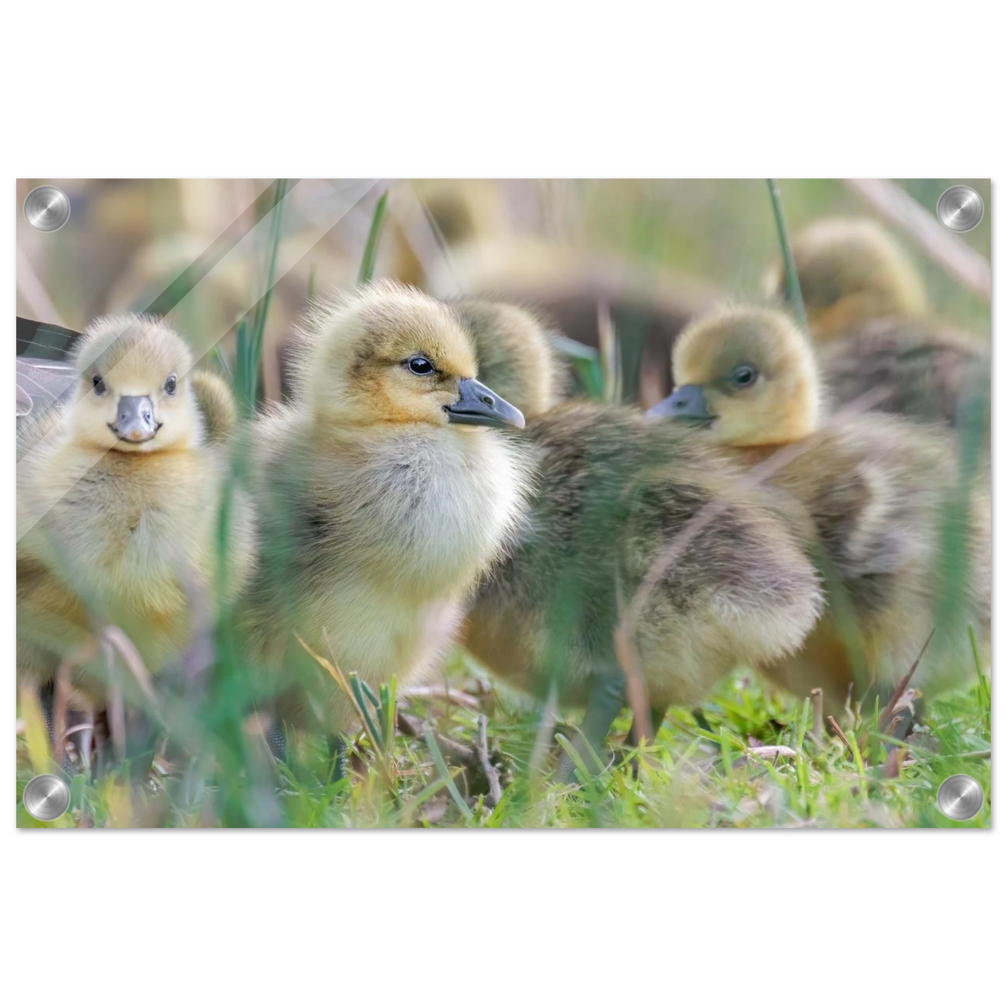 Wandbild kueken in zartgruen und gold suesse baby gans kunst in vielen groessen