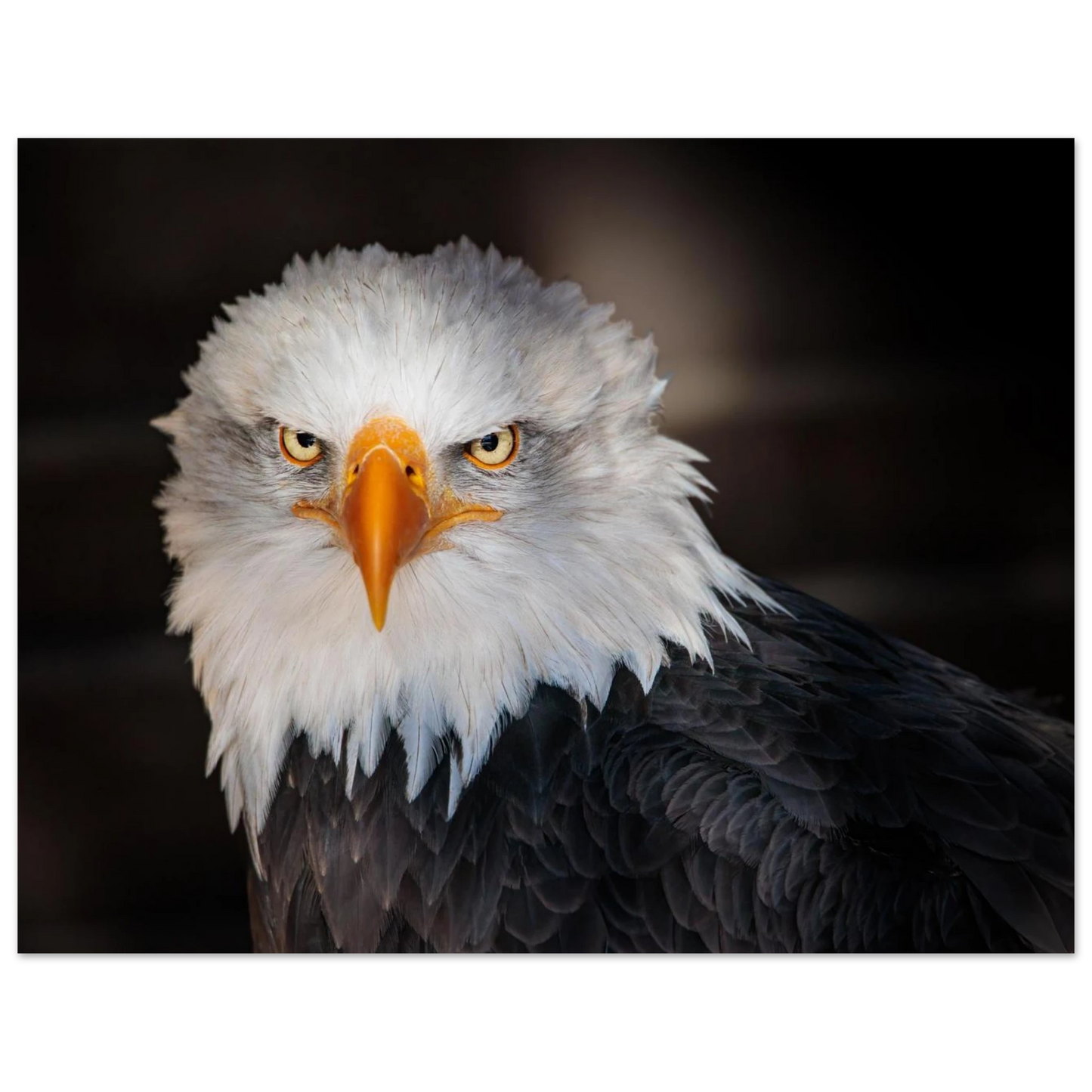 Wandbild majestaetischer adler ausdrucksstarke tierfotografie fuer ihr zuhause in vielen groessen erhaeltlich