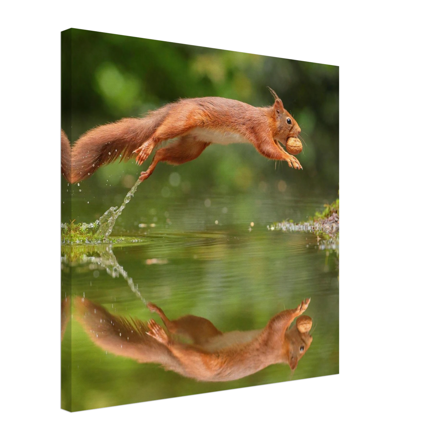Wandbild Wandkunst eichhoernchens freudensprung dynamische naturkunst fuer ihr zuhause erhaeltlich in mehreren groessen