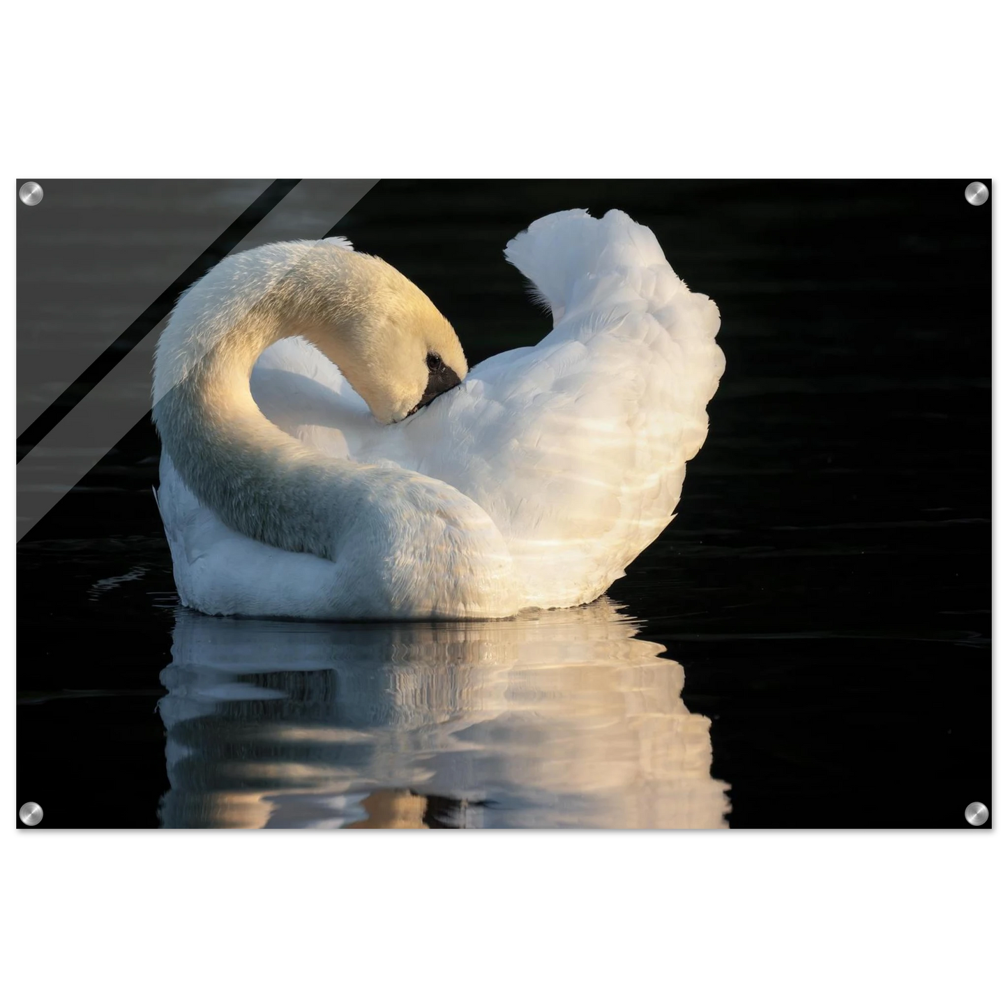 Wandbild schwan bei sonnenuntergang elegante wandkunst fuer ihr zuhause