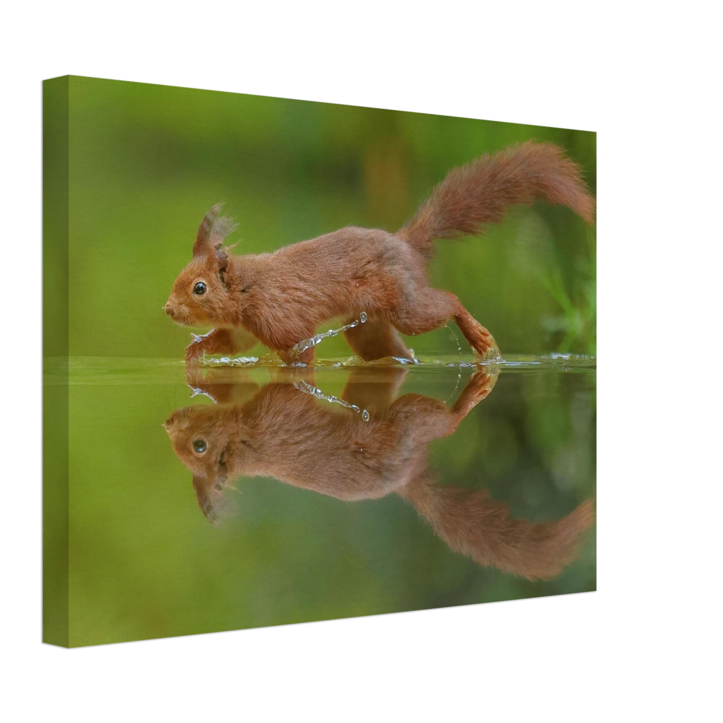 Wandbild eichhoernchen tanz eichhoernchen kunst fuer zuhause in ihrer wunschgroesse
