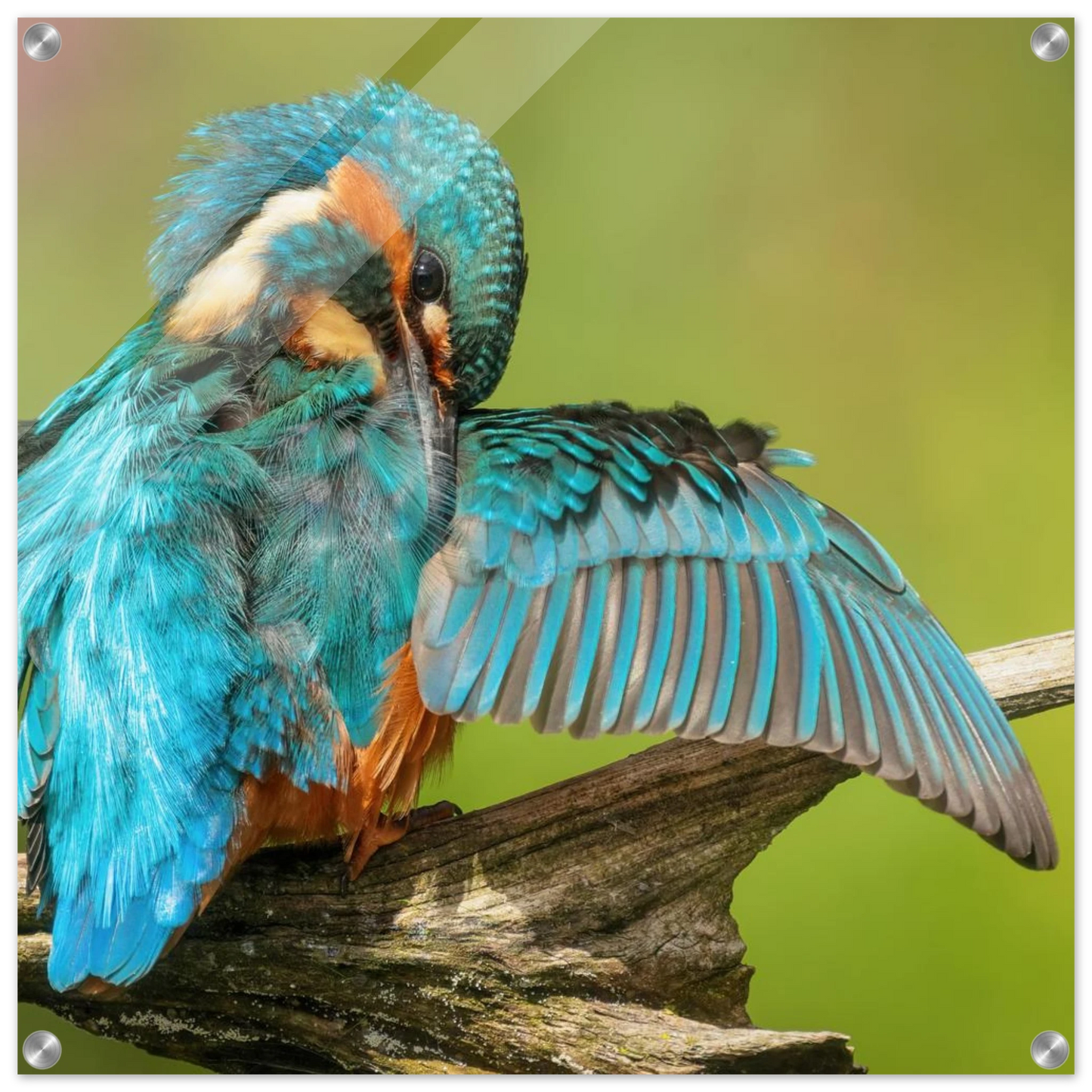 Wandbild eisvogel lebendige farbenpracht der natur auf leinwand
