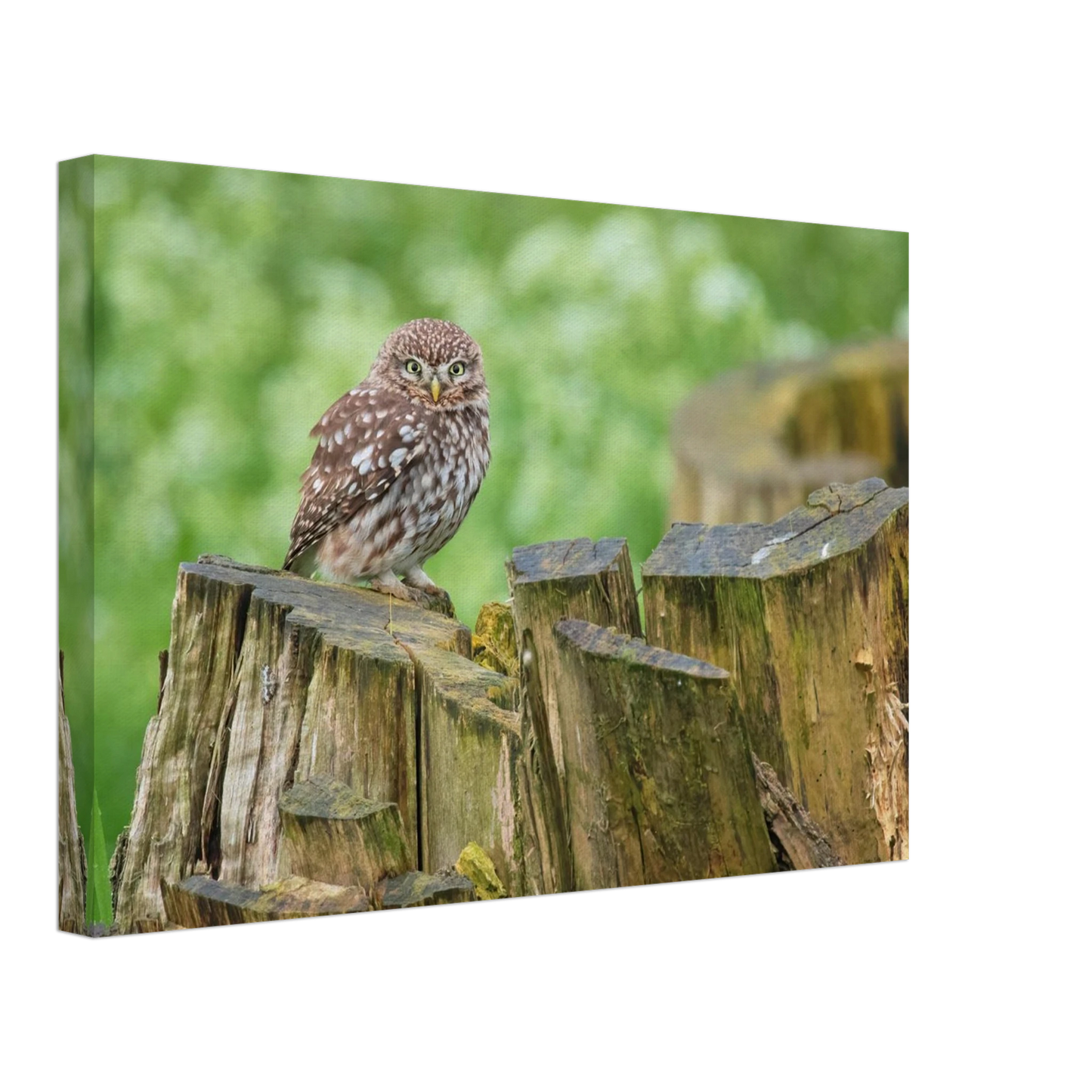 Wandbild mystische kleine eule faszinierendes kunstwerk fuer natur und tierliebhaber in vielen groessen