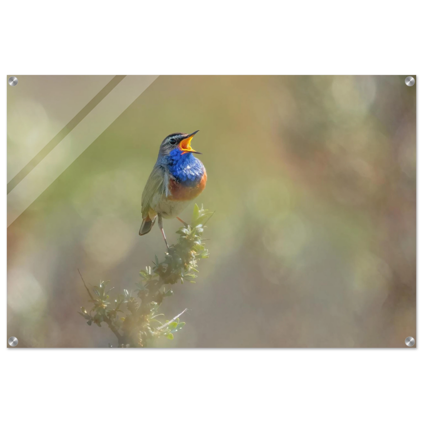 Wandbild singvogel in blautoenen lebendige vogelkunst fuer ihr zuhause in ihrer wunschgroesse