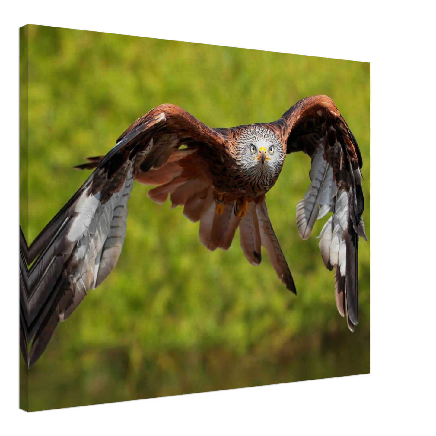 Wandbild majestaetischer rotmilan im flug atemberaubende tierfotografie fuer ihr zuhause erhaeltlich in zahlreichen groessen