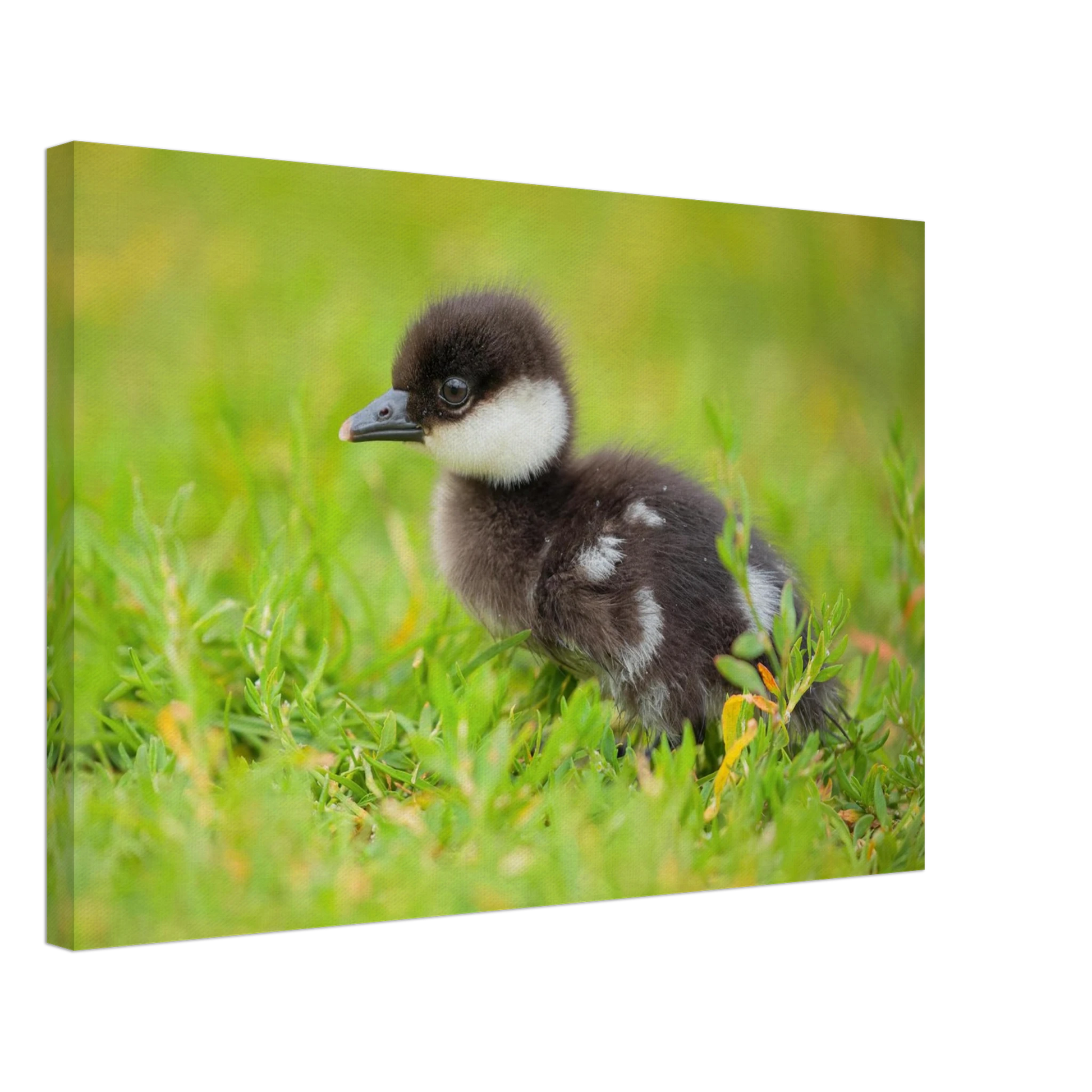 Wandbild bezauberndes entenkueken suesse tiermotive fuer kinderzimmer naturfreunde in vielen groessen