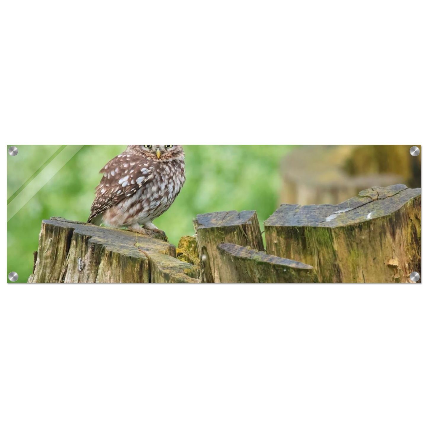 Wandbild mystische kleine eule faszinierendes kunstwerk fuer natur und tierliebhaber in vielen groessen