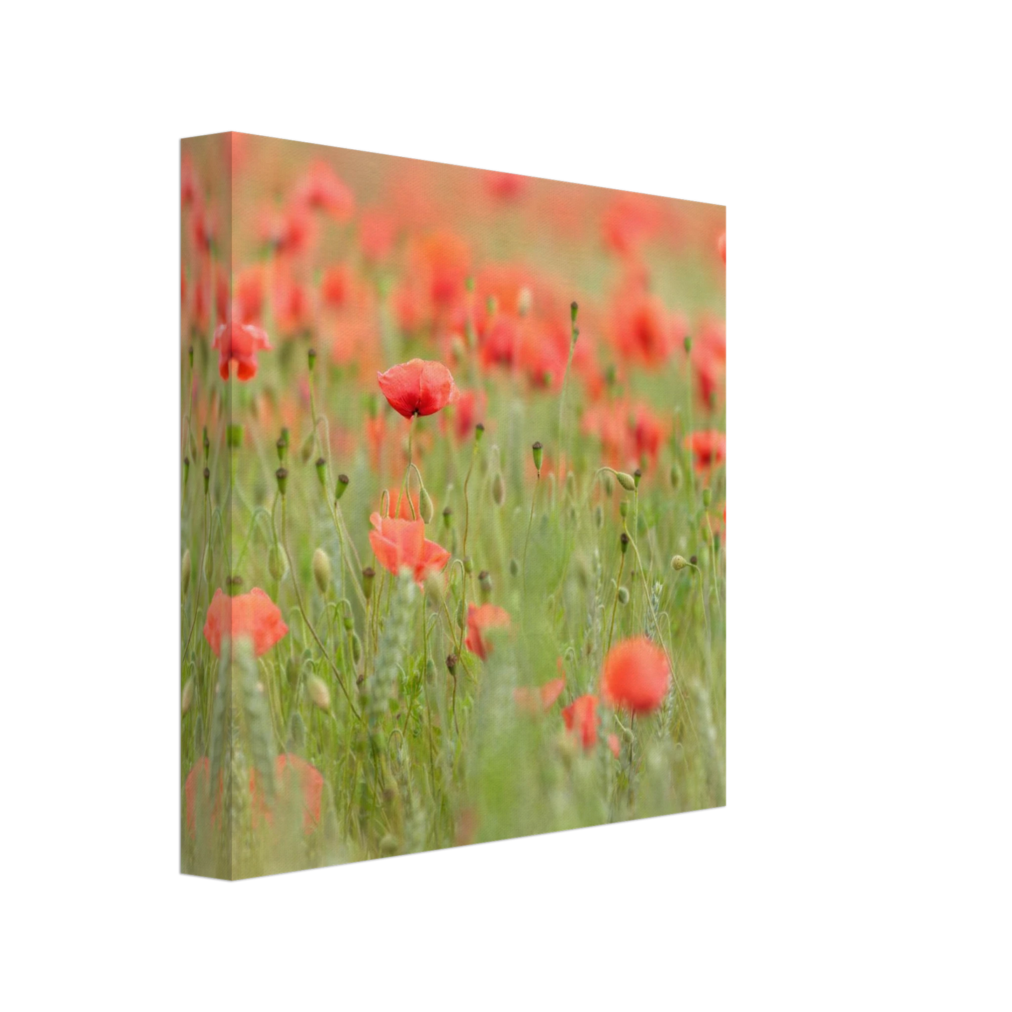 Wandbild vertraeumtes mohnblumenfeld ein stueck sommer fuer ihr zuhause in vielen groessen