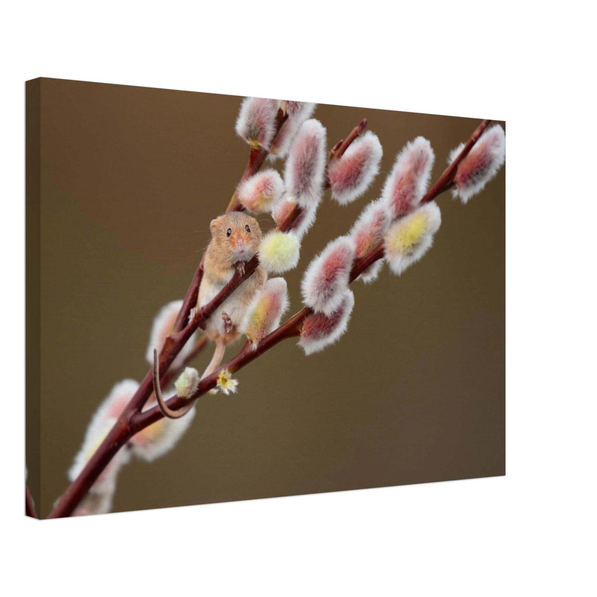 Wandbild niedliche erntemaus an flauschigen weidenkaetzchen ein zauberhafter naturmoment fuer ihre waende