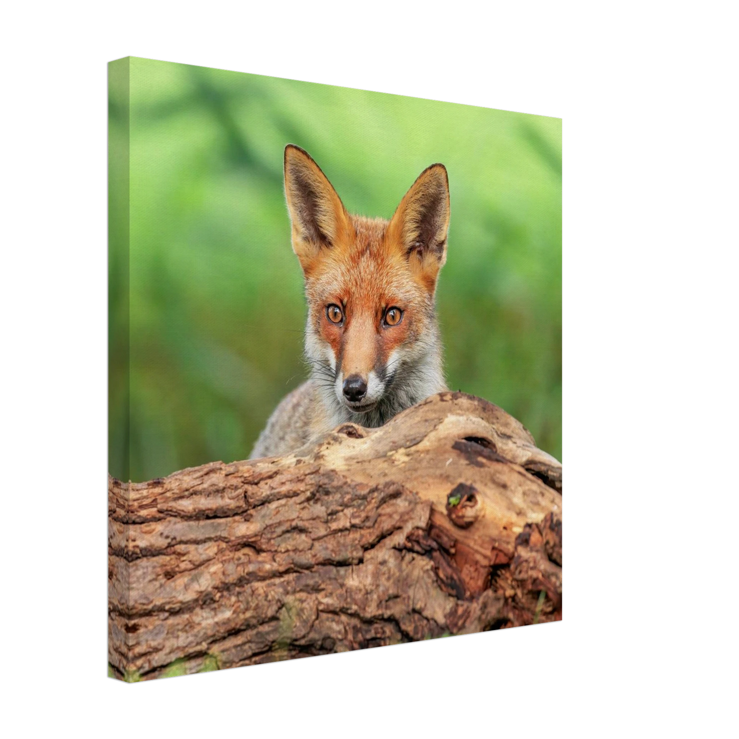 Wandbild fuchs im versteck einzigartige naturkunst fuer ihr zuhause