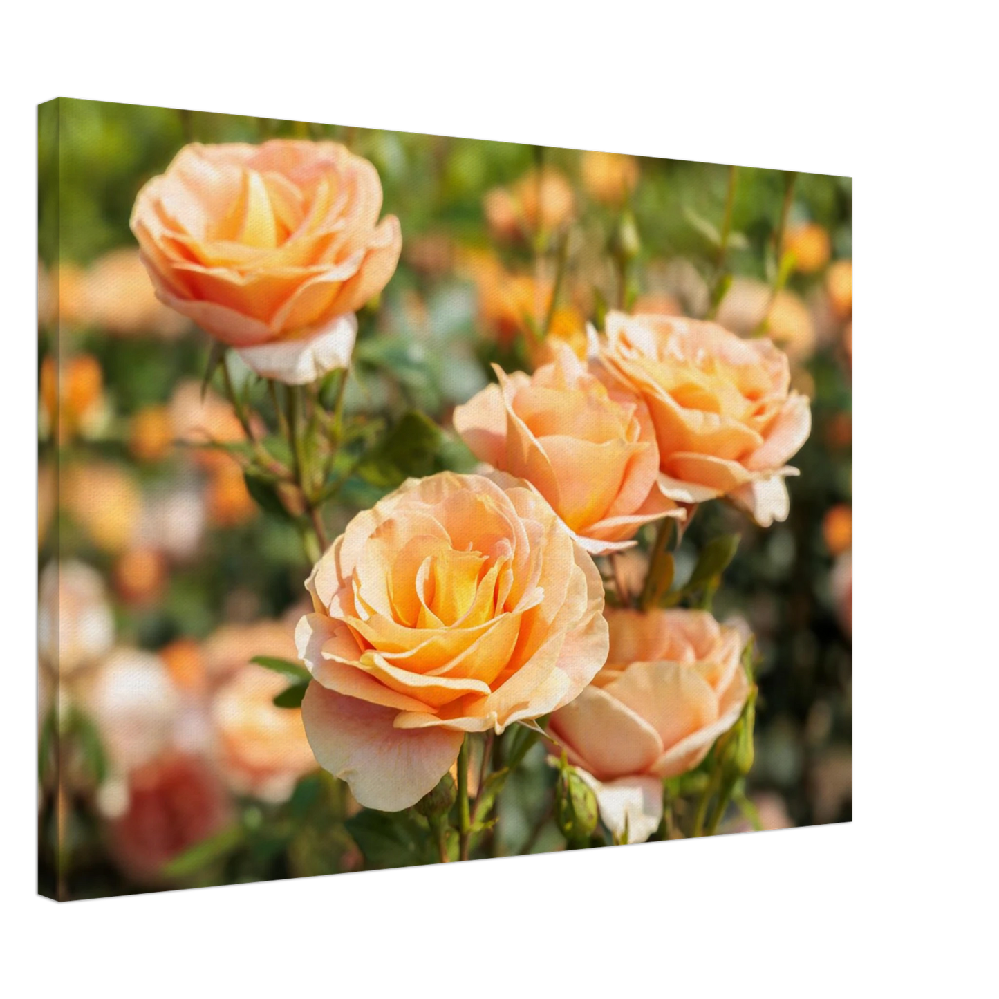 Wandbild romantische pfirsichrosen im sonnenschein botanische kunst fuer ihr zuhause in vielen groessen
