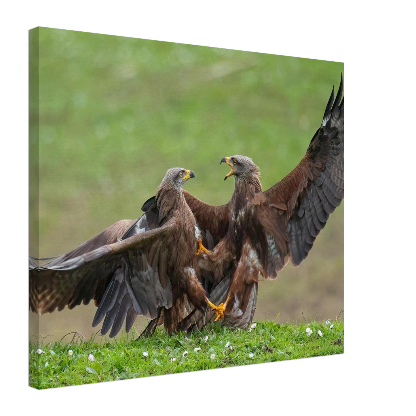 Wandbild kampf der milane dynamisches tierportraet in kraeftigen brauntoenen erhaeltlich in ihrer wunschgroesse
