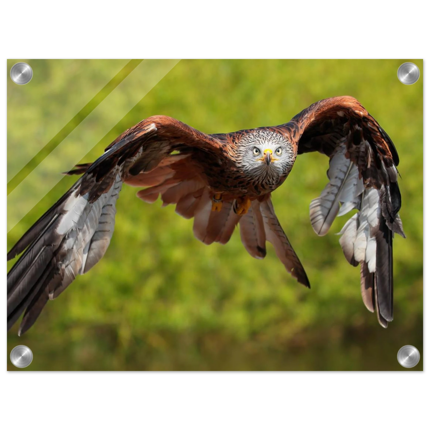 Wandbild majestaetischer rotmilan im flug atemberaubende tierfotografie fuer ihr zuhause erhaeltlich in zahlreichen groessen