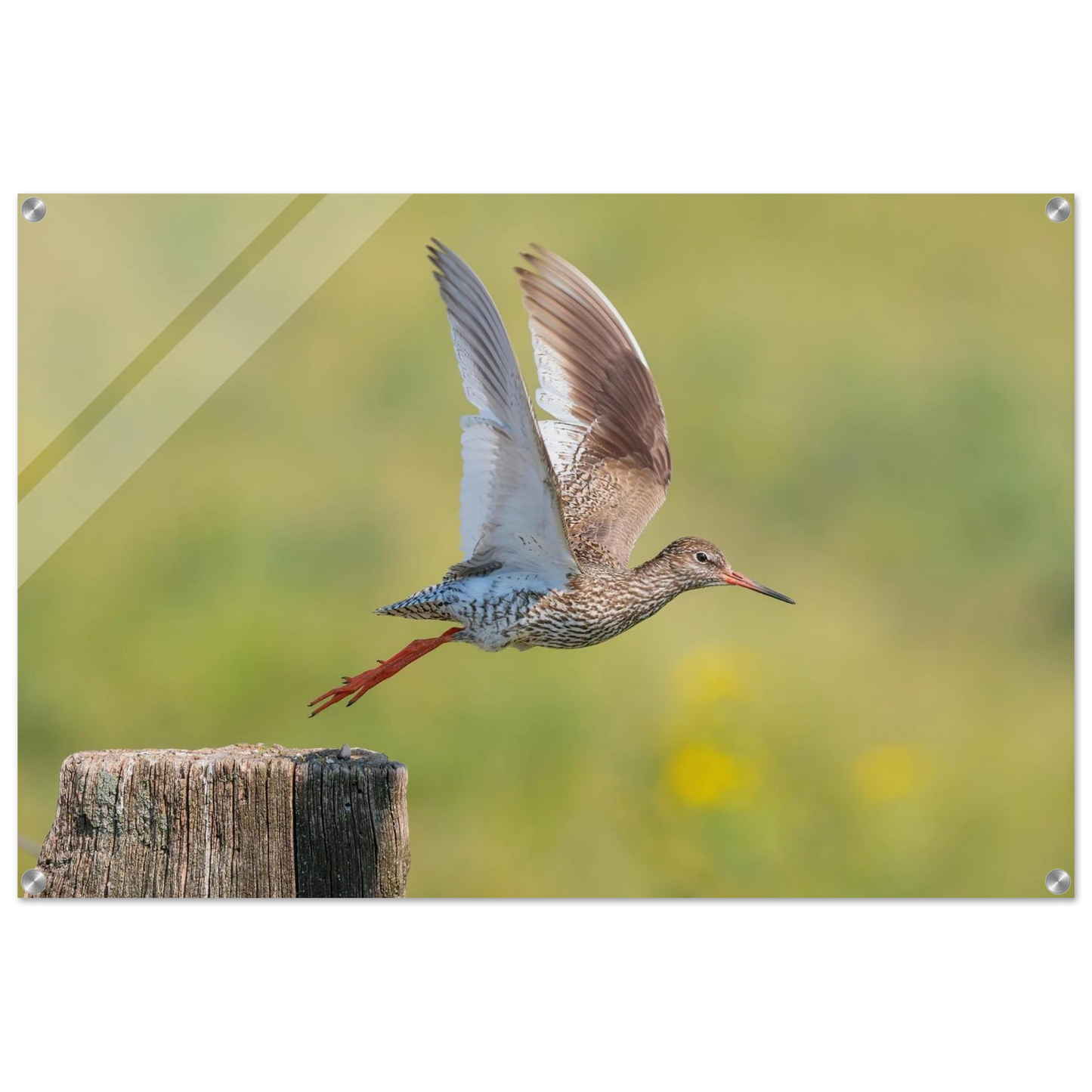 Wandbild der flug des rotschenkels dynamische tierkunst fuer ihr zuhause in vielen groessen erhaeltlich