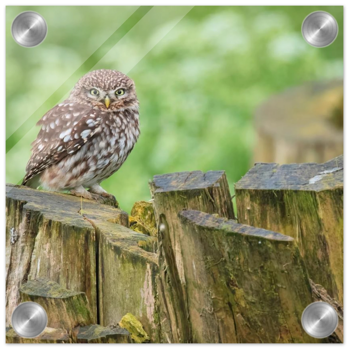 Wandbild mystische kleine eule faszinierendes kunstwerk fuer natur und tierliebhaber in vielen groessen