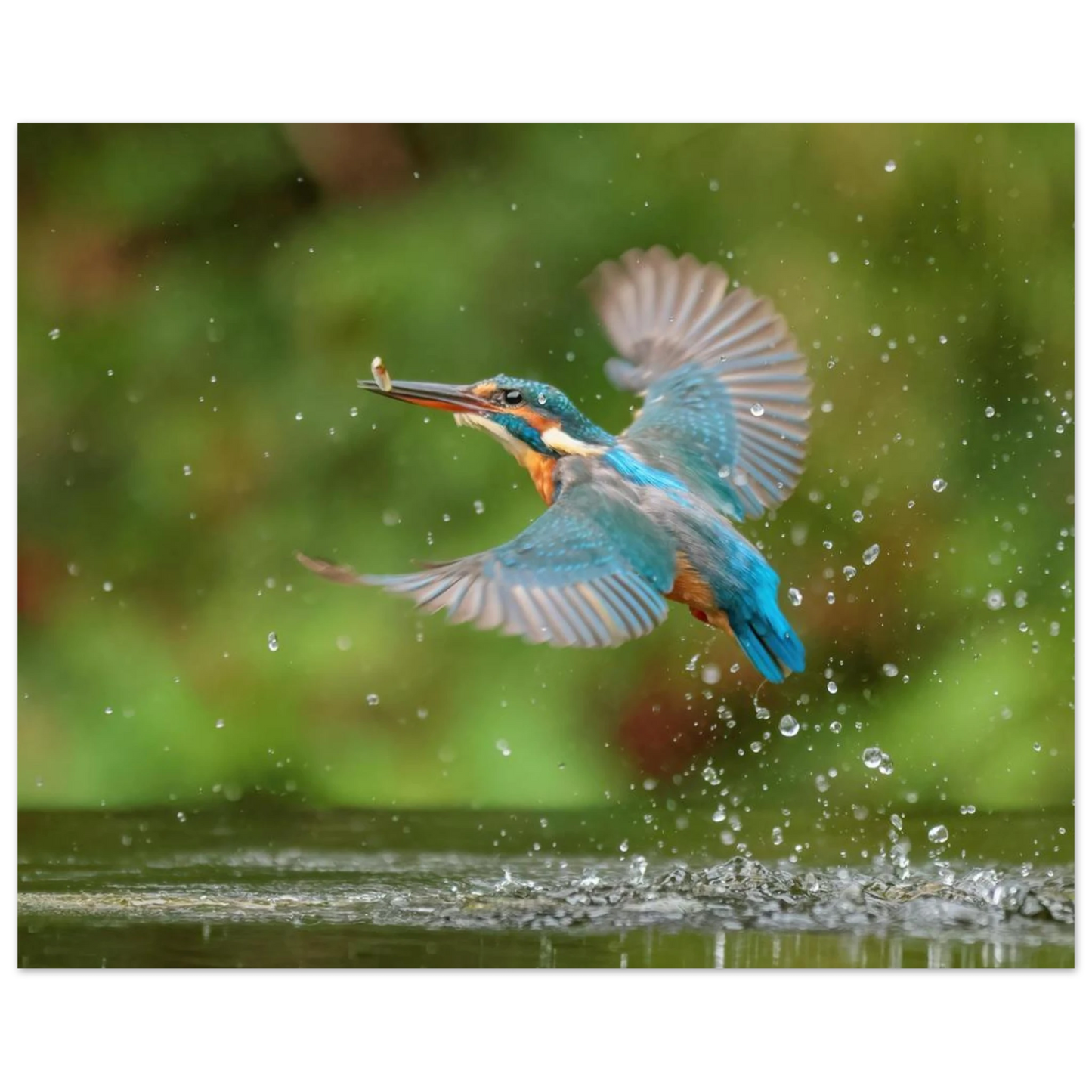 Wandbild eisvogel lebendige tierfotografie mit lebhaften blautoenen